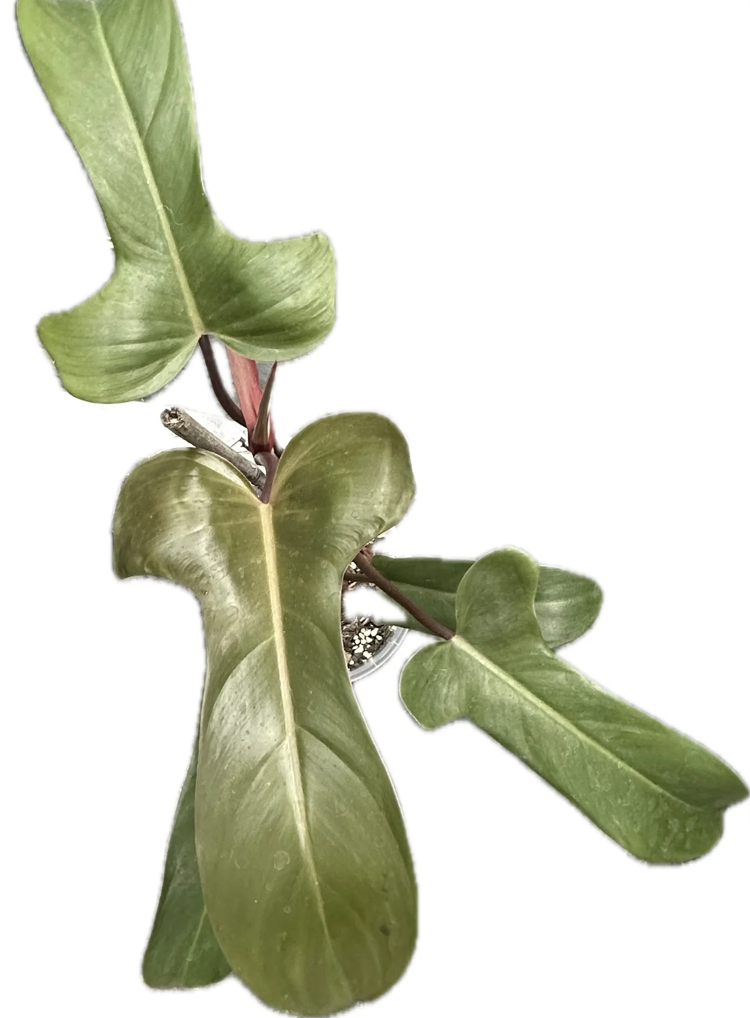 Philodendron Pedatum Florida Bronze 140mm  JUNGLE GREENS SYDNEY