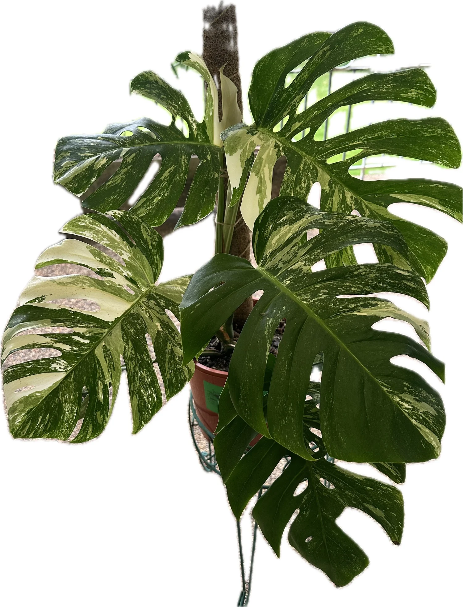 Monstera Deliciosa Variegata — JUNGLE GREENS SYDNEY