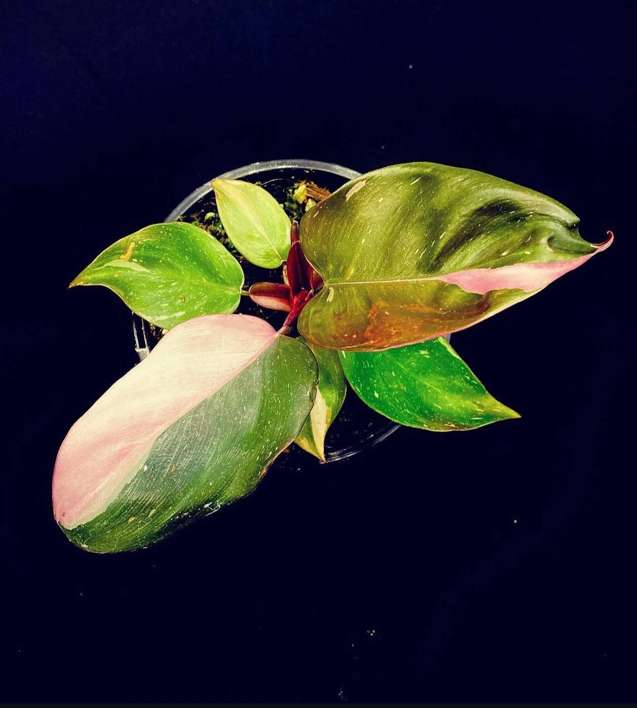 Philodendron Pink Princess