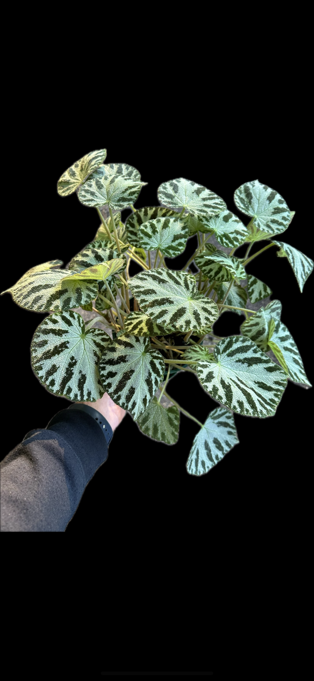 Begonia Silver Jewel