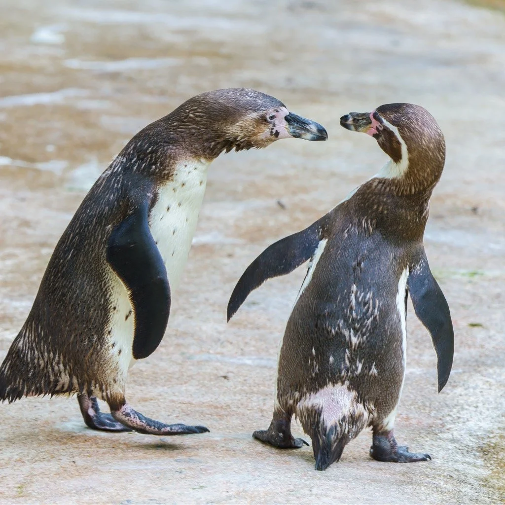 Learning From Our Worst Conversations [video]