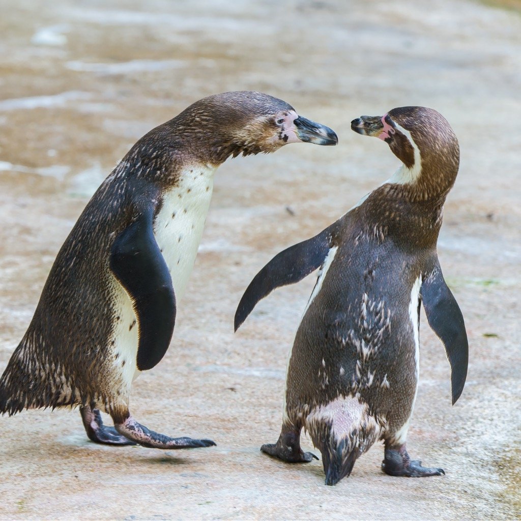 Emotional intelligence