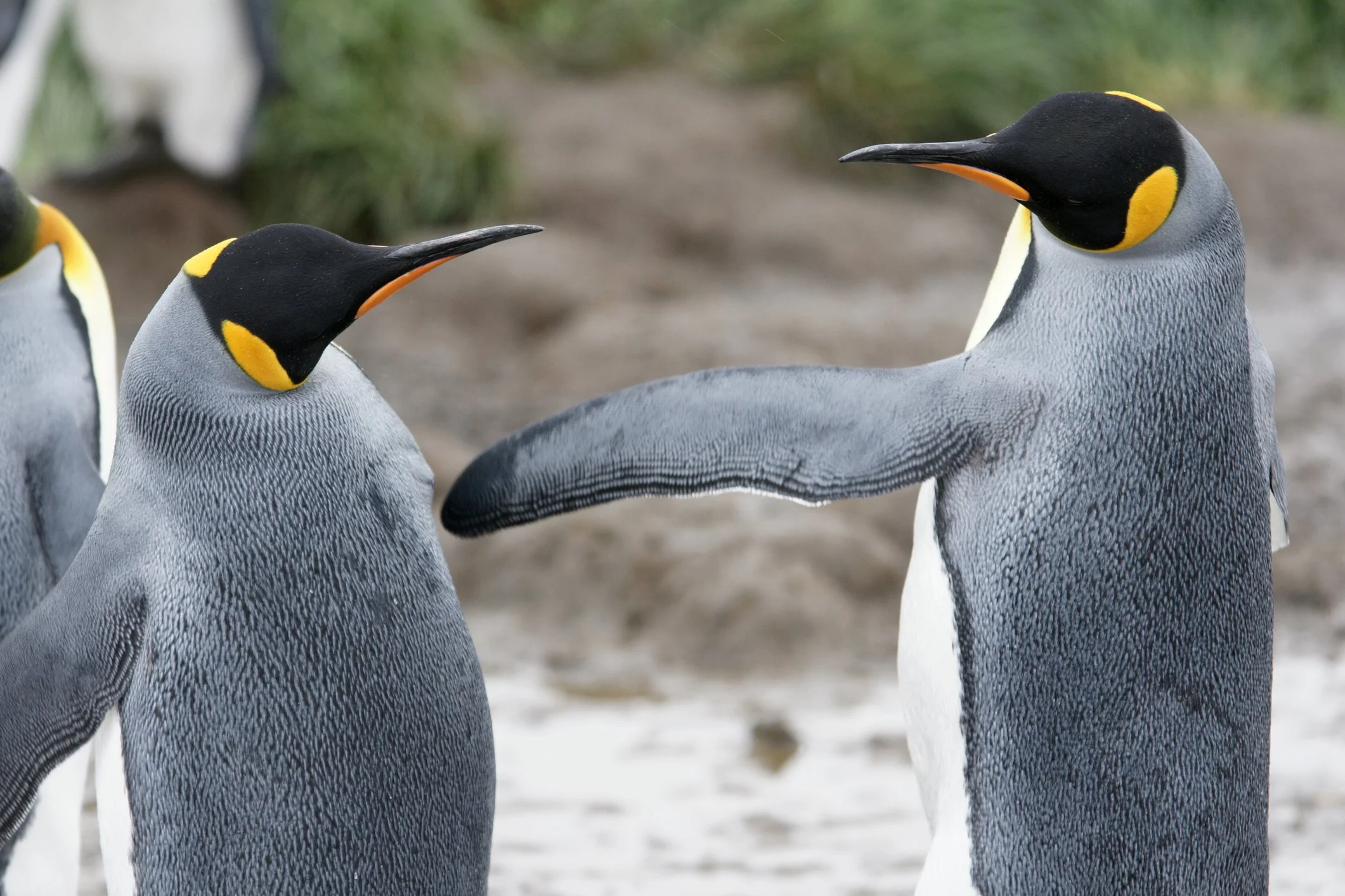 Love and Politics- Feelings First, Solutions Second