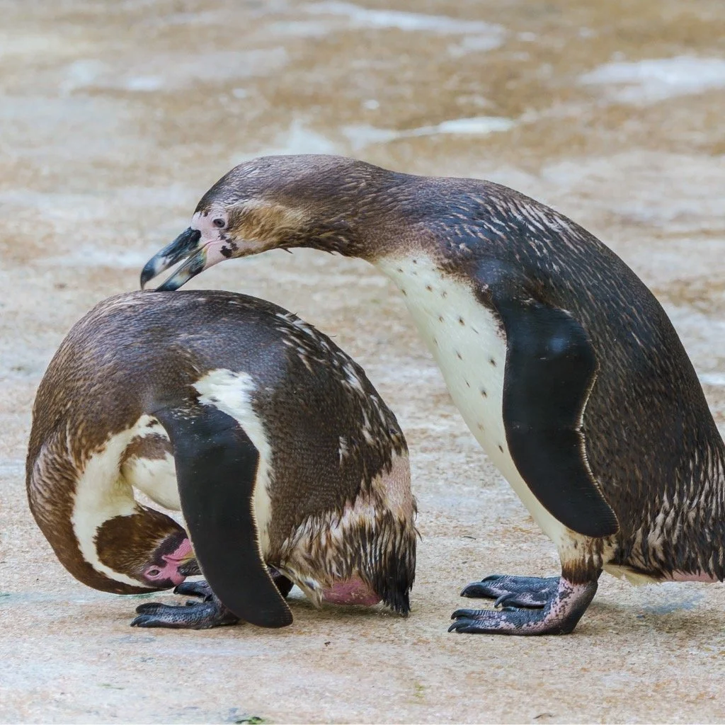 Communication skills