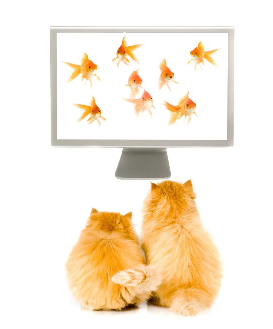 relationship counseling