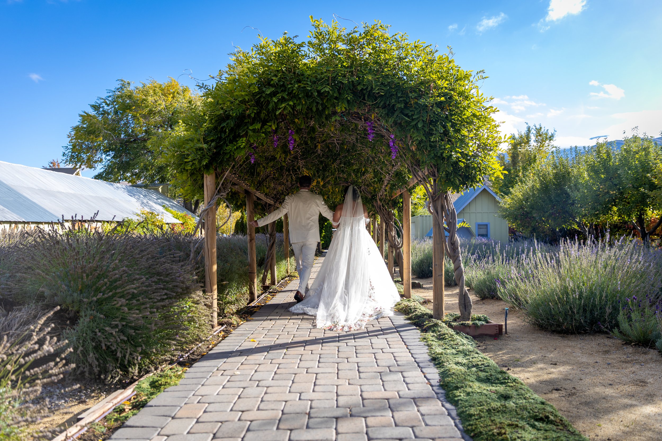Bride and groom walking hand in hand under a leafy arbor on a sunny outdoor wedding path surrounded by lavender plants.