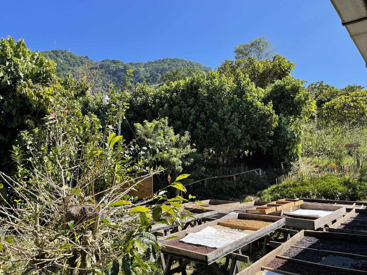 El Salvador - Finca Noruega — Kenz Coffee Roasters