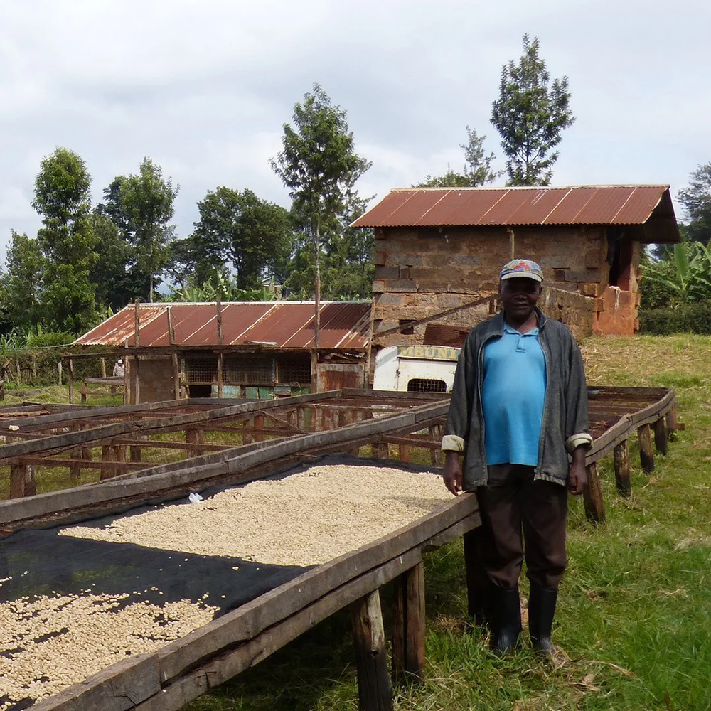 Kenya - Nyala Estate AA — Kenz Coffee Roasters