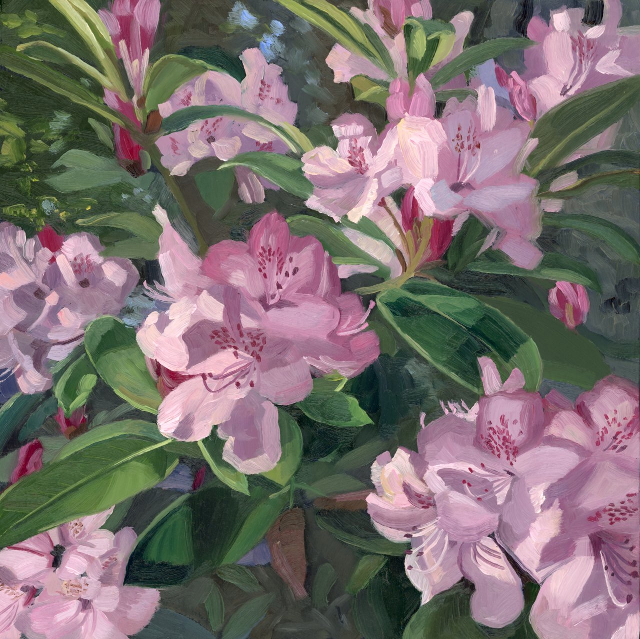 Rhododendrons.jpg