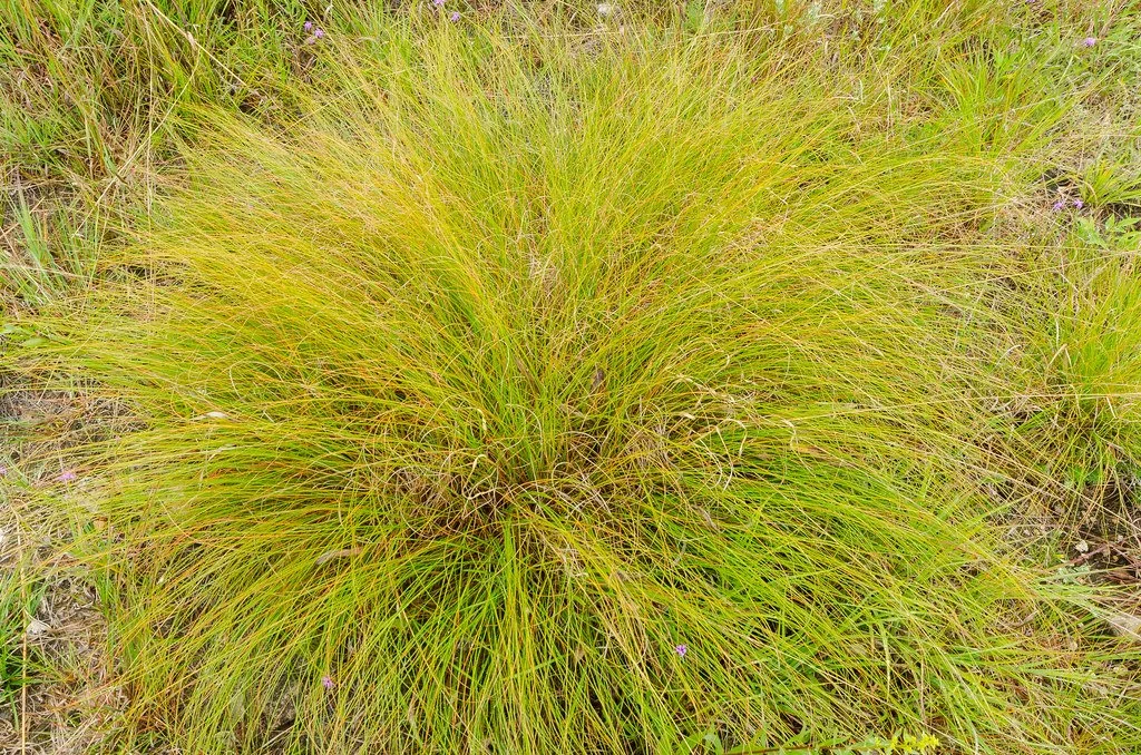 prairie dropseed.jpg