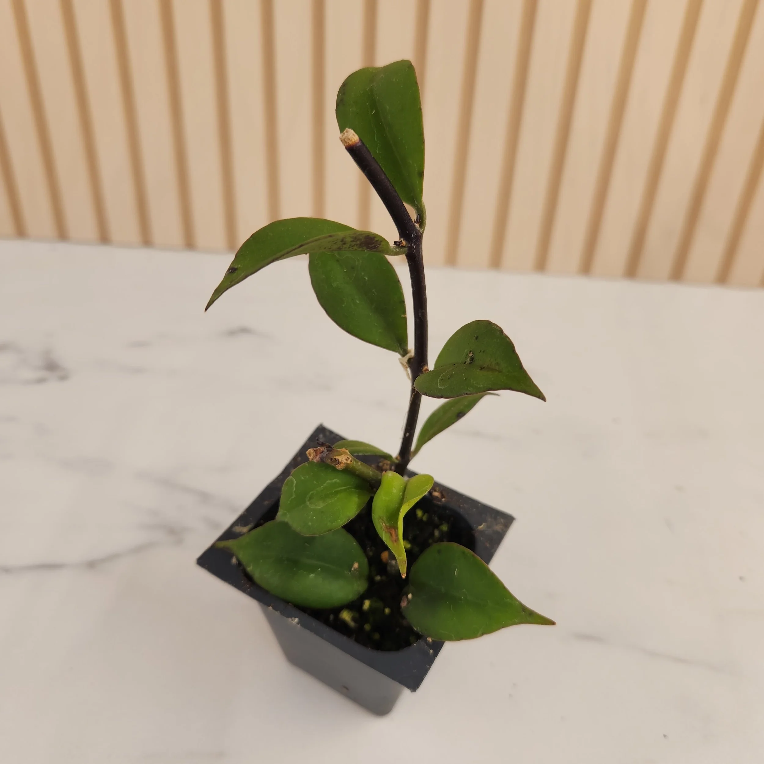 Lipstick Plant - Aeschynanthus