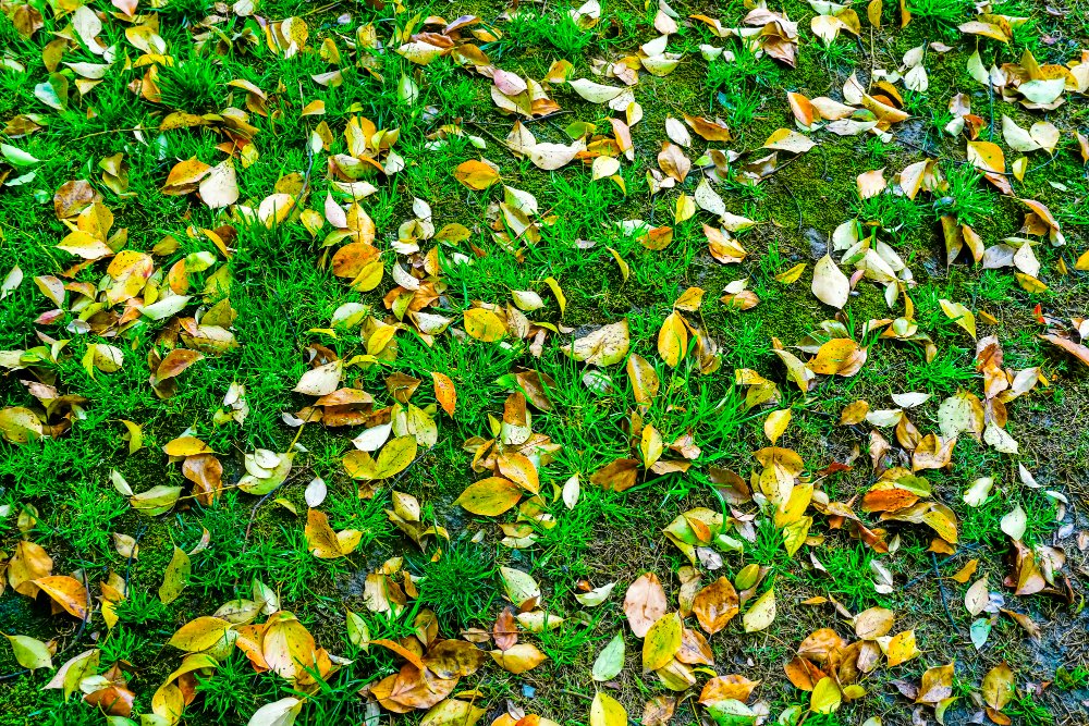 Green grass with scattered yellow and brown fallen leaves.