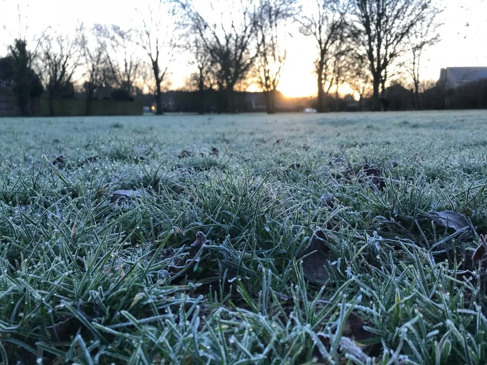 Morning scene of a frosty grass field with dew, bare trees, and the sun rising in the background