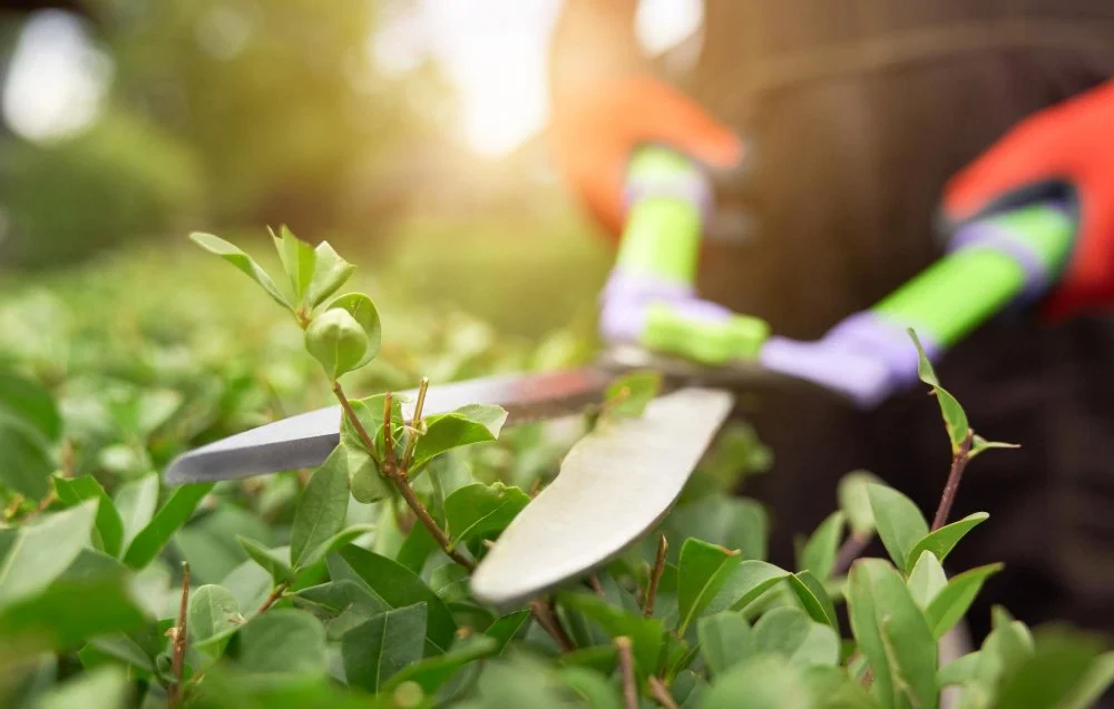 Close-up of a person in gardening gloves using pruning shears to trim a green bush with small leaves, with sunlight in the background.