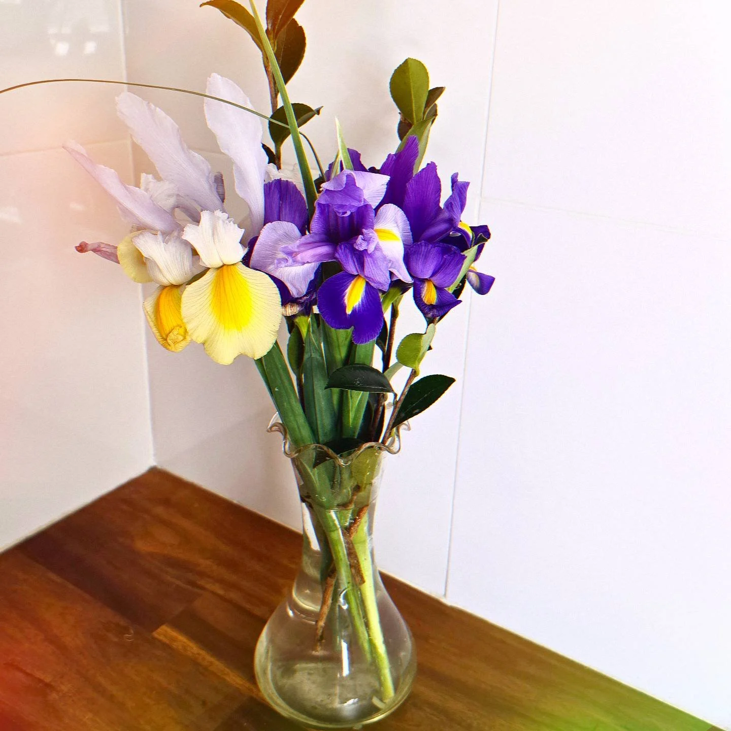 Elegant irises need no introduction. So excited to see so many amazing new colours coming out of these spring classics
#iris #springflowers #blueflowers #purpleflowers #spring