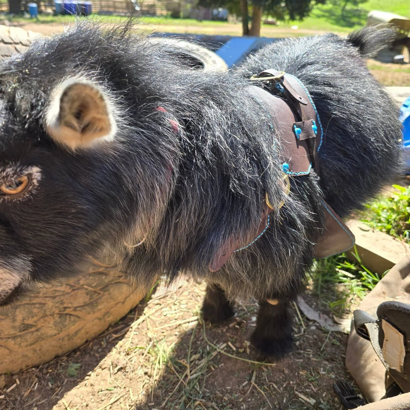 Just because you're a stinky little nugget doesn't mean you can't be looking cute. Yahoo is such a good boy when it's time to put his apron on 💗 #pygmygoats #pygmybuck #buckapron #freerangegoats #happyherd