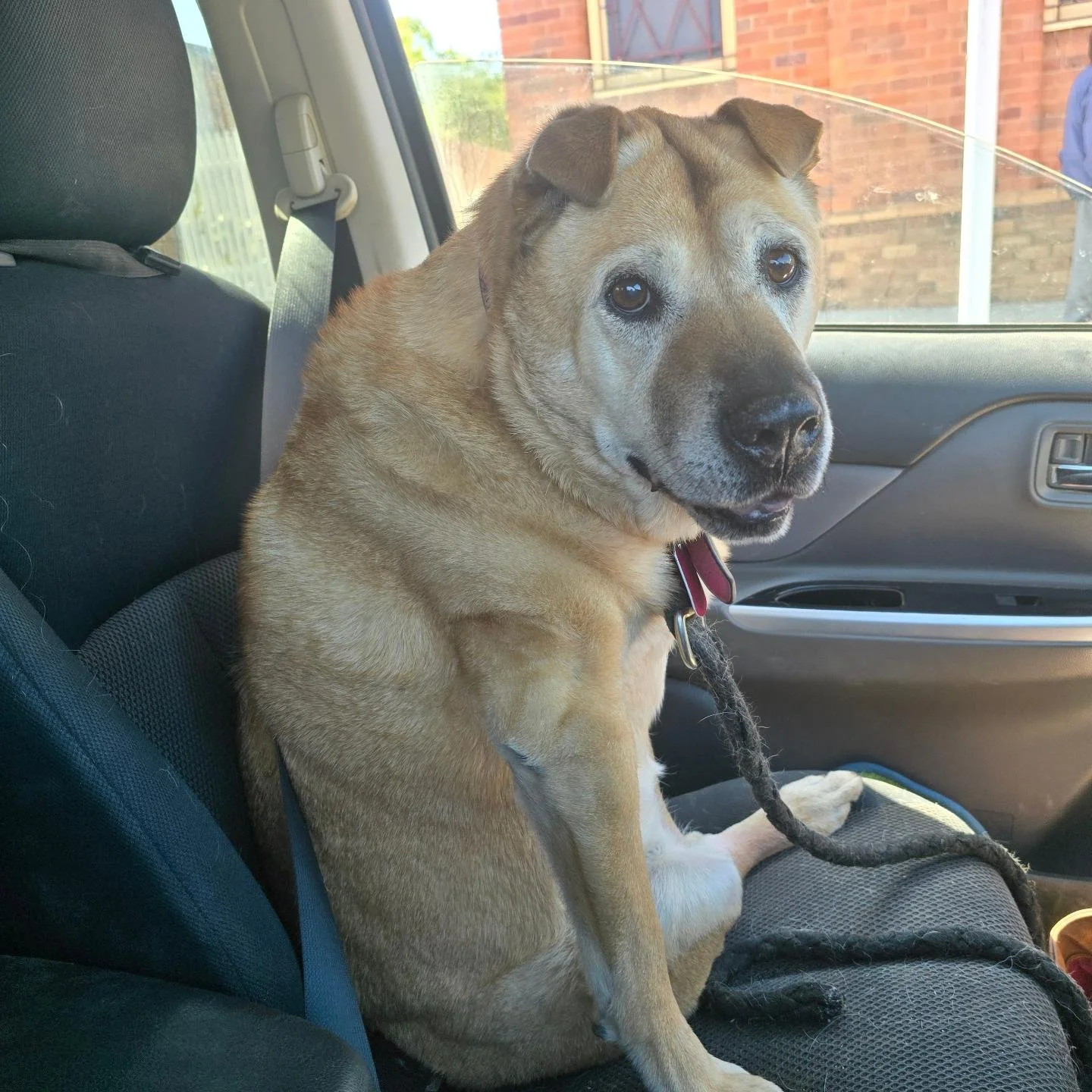 I told Miss Poppy she was not allowed to drive home from the post office, and apparently she thought this was a clever compromise! 
#sharpeix #definitelynotaworkingdog #morningdrives #farmcar #dogthinkssheshuman #seniordog
