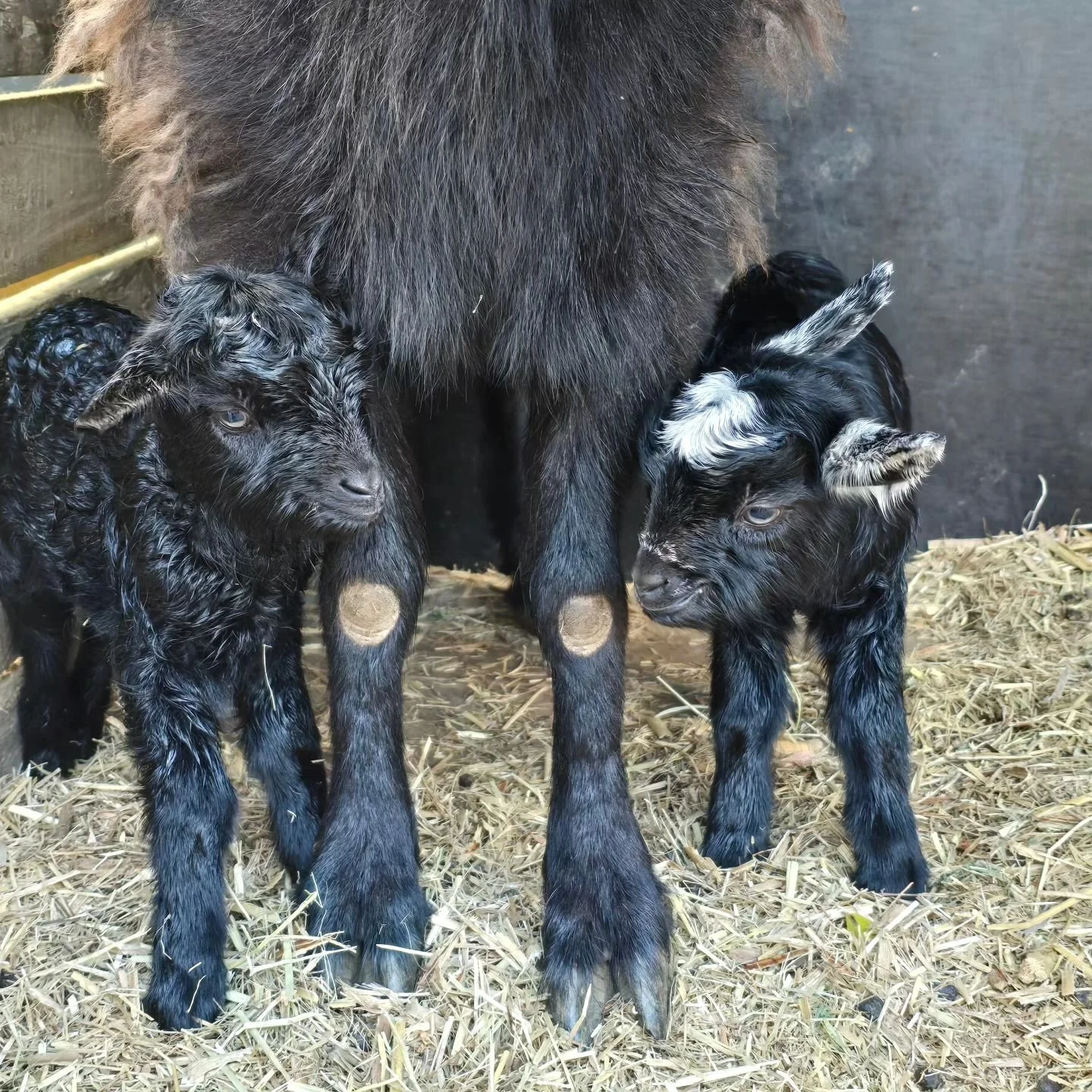 And just like that birthing season is done. Just need to keep their wicked little friends from corrupting them 💗 #minigoats #blackgoats #babygoats #petgoats #cashmere