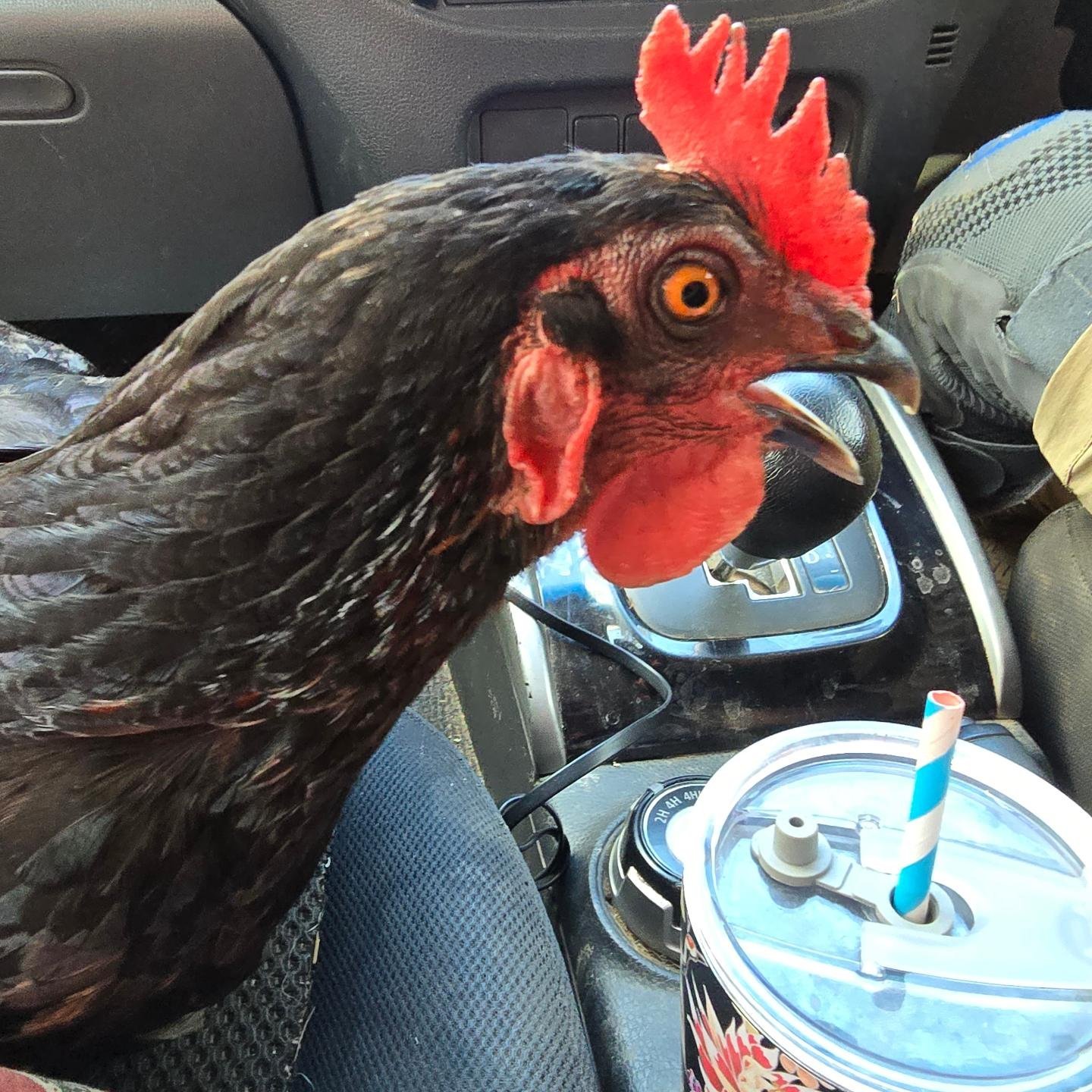Poor little stowaway just did a three and a half hour drive in the horse float 😳 at least she gets to do the return trip with AC!
 #suprisechicken #stowaway #farmyardhen #shockedhen #ithinkshesjudgingme