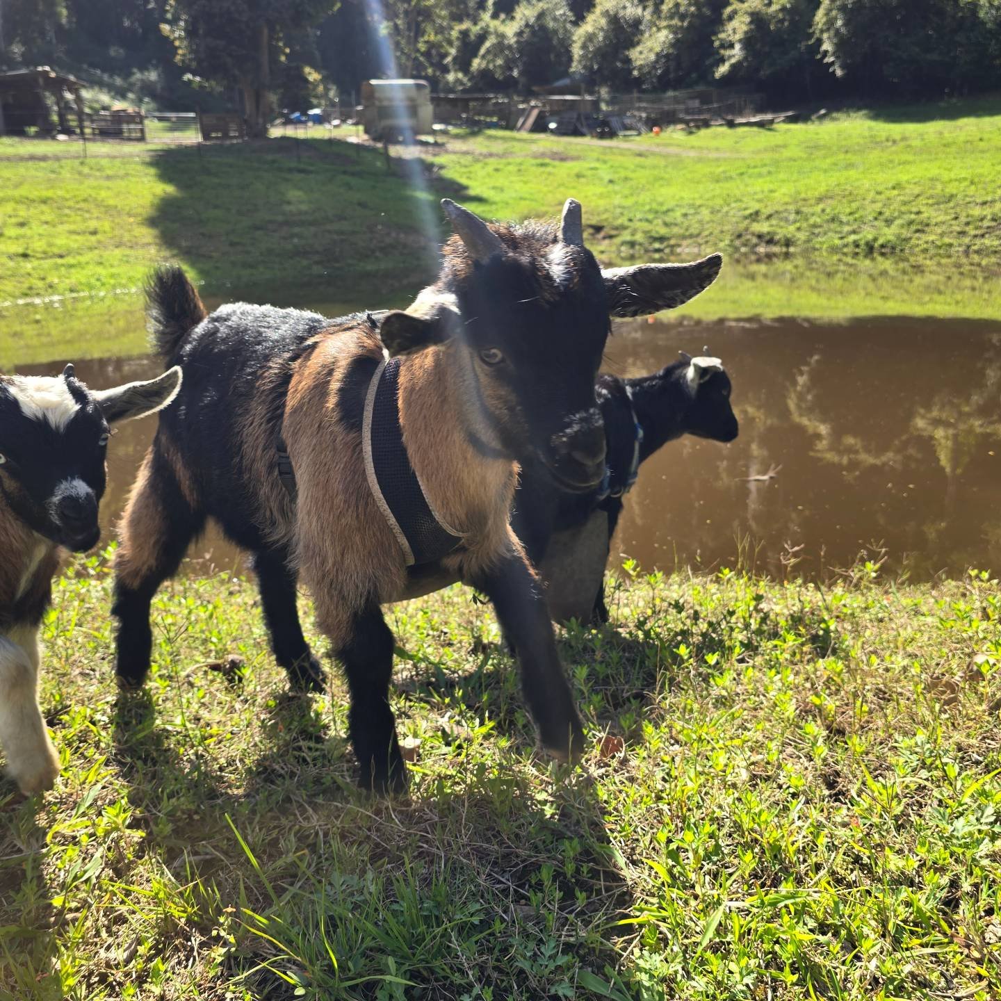 The triplets playing by the pond. these boys are only two months old and already in the apron of shame! #buckapron #bucklings #triplethreat #babygoats #sunflare
