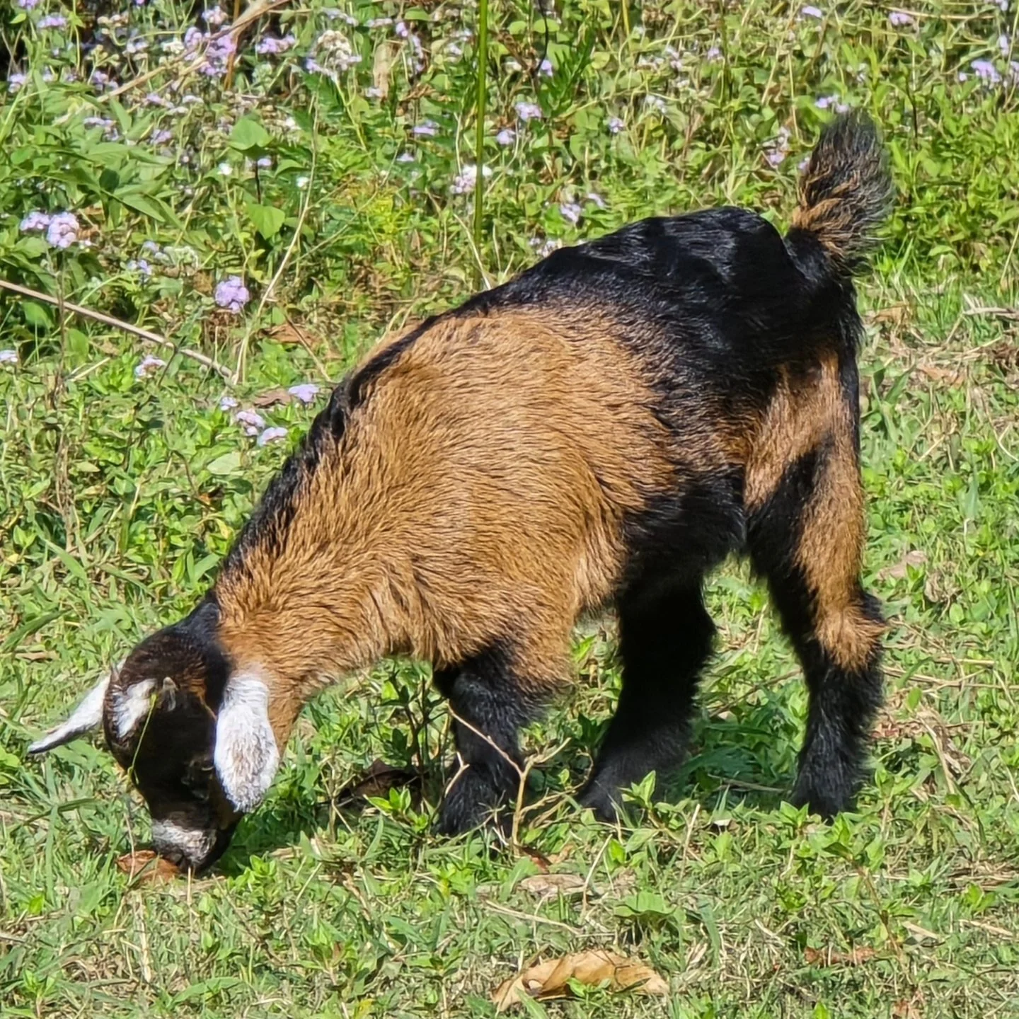 This adorable doeling, Heidi, is one of our herd looking for her forever herd. We are taking enquiries for pet pairs of this seasons baby mini goats 
#minigoats #pygmygoats #goatsforsale #petgoats