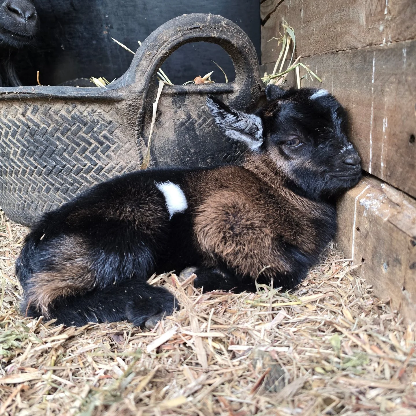 Look at this little chunky monkey 😍
#pygmygoats #minigoats #petgoats #goatsaustralia