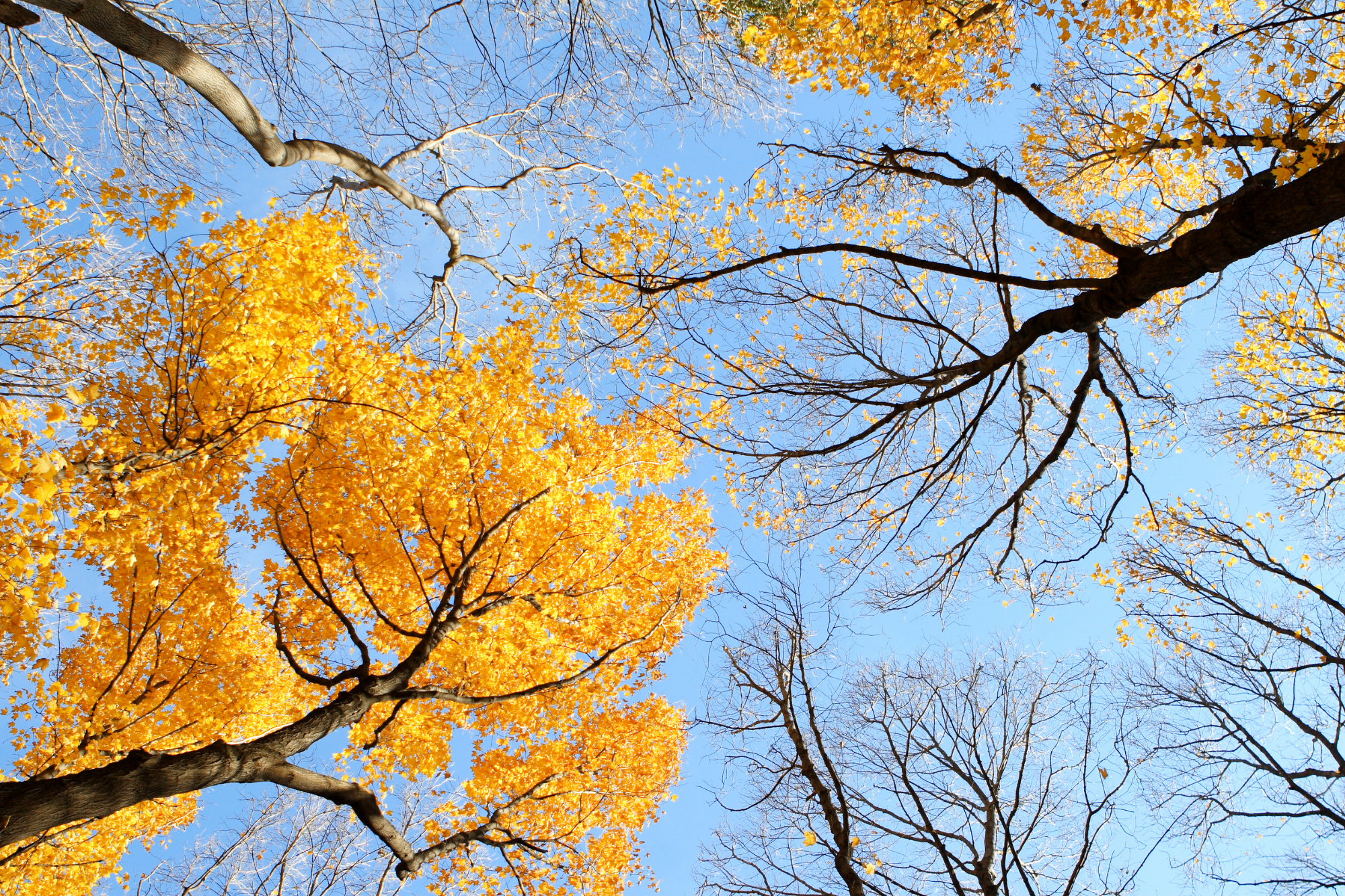 Tree seasonal transition