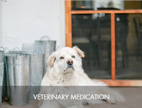 A dog lying on the floor next to metal buckets, with a window in the background, and the text 'Veterinary Medication' overlayed.