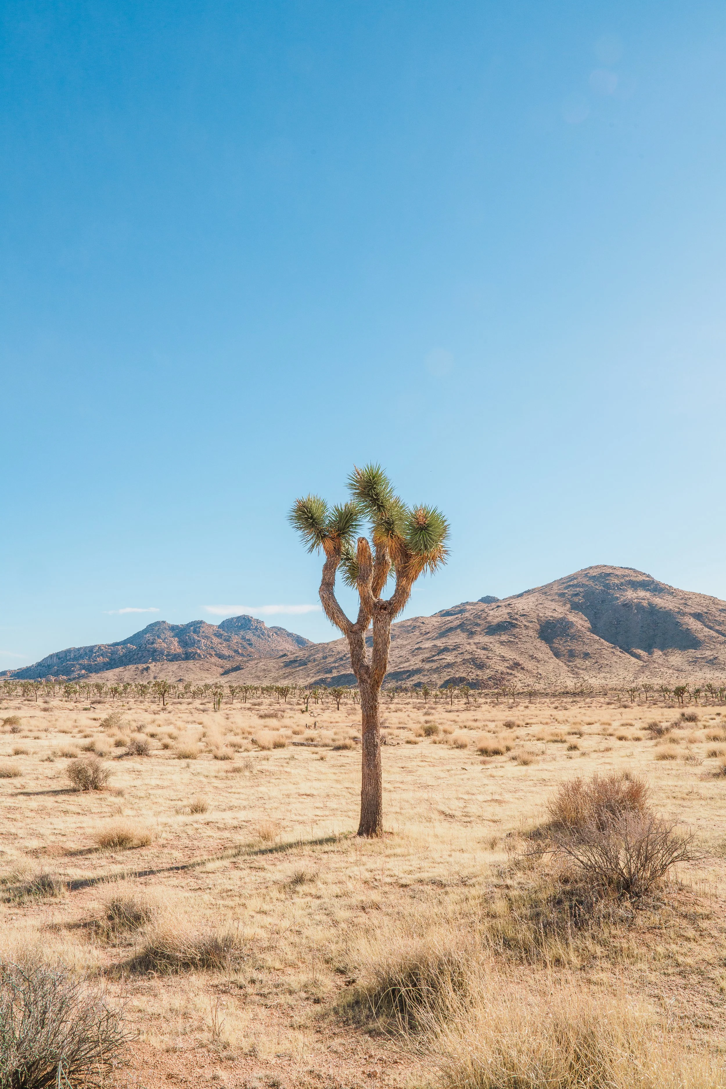 Joshua Tree Solo 1.jpg