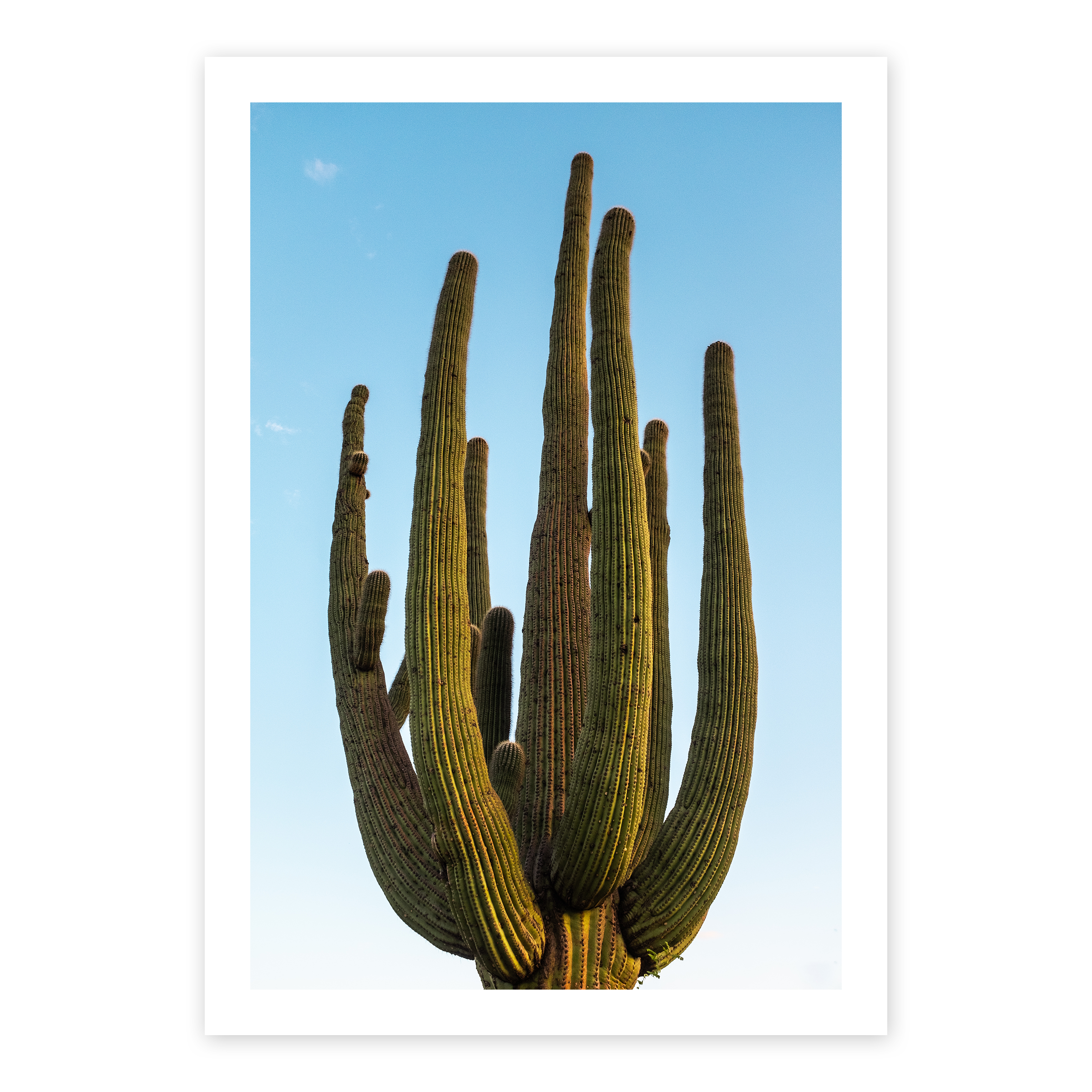 Saguaro I