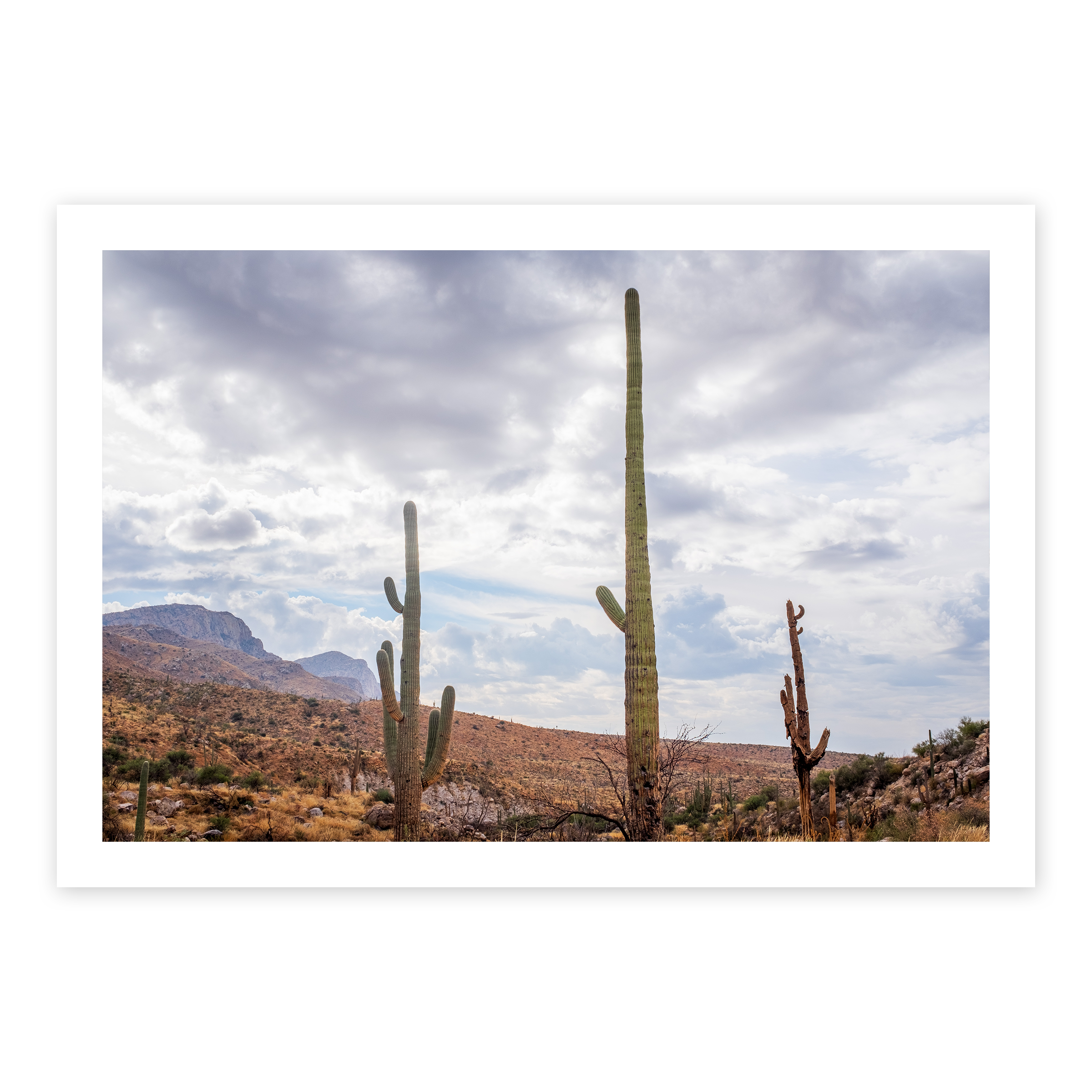 Saguaro Trio