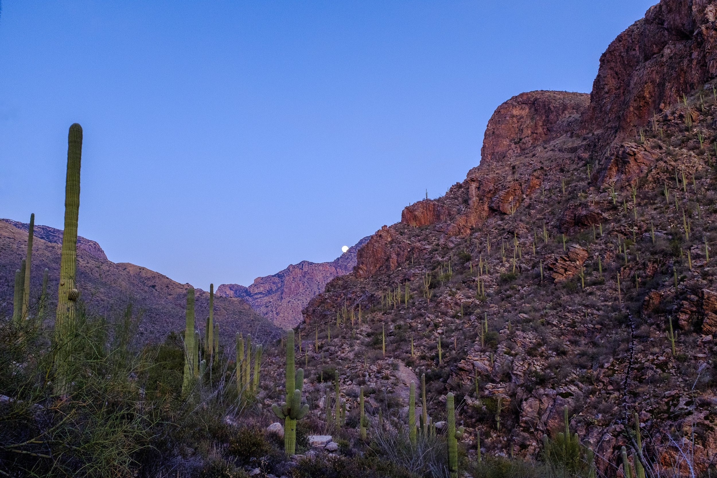 Tucson Pointillism 1.jpg