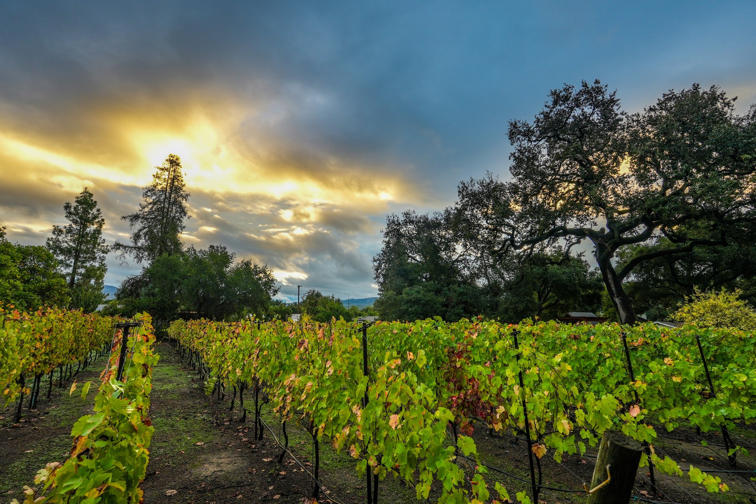 807F4D78-A29B-473D-A878-CF74566DA7AC 3.JPEG