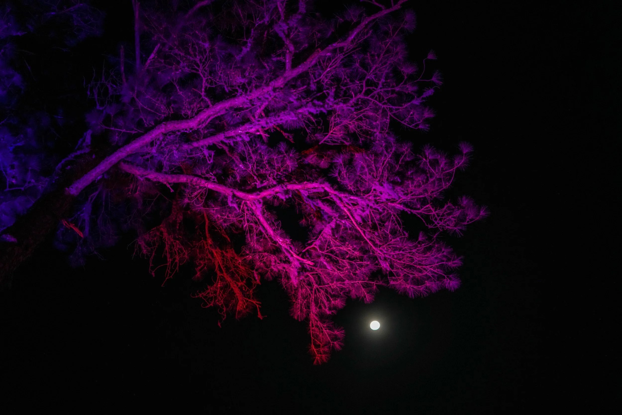 8B3A80E8-CA10-460A-B708-4606EA2F05B6.JPEG