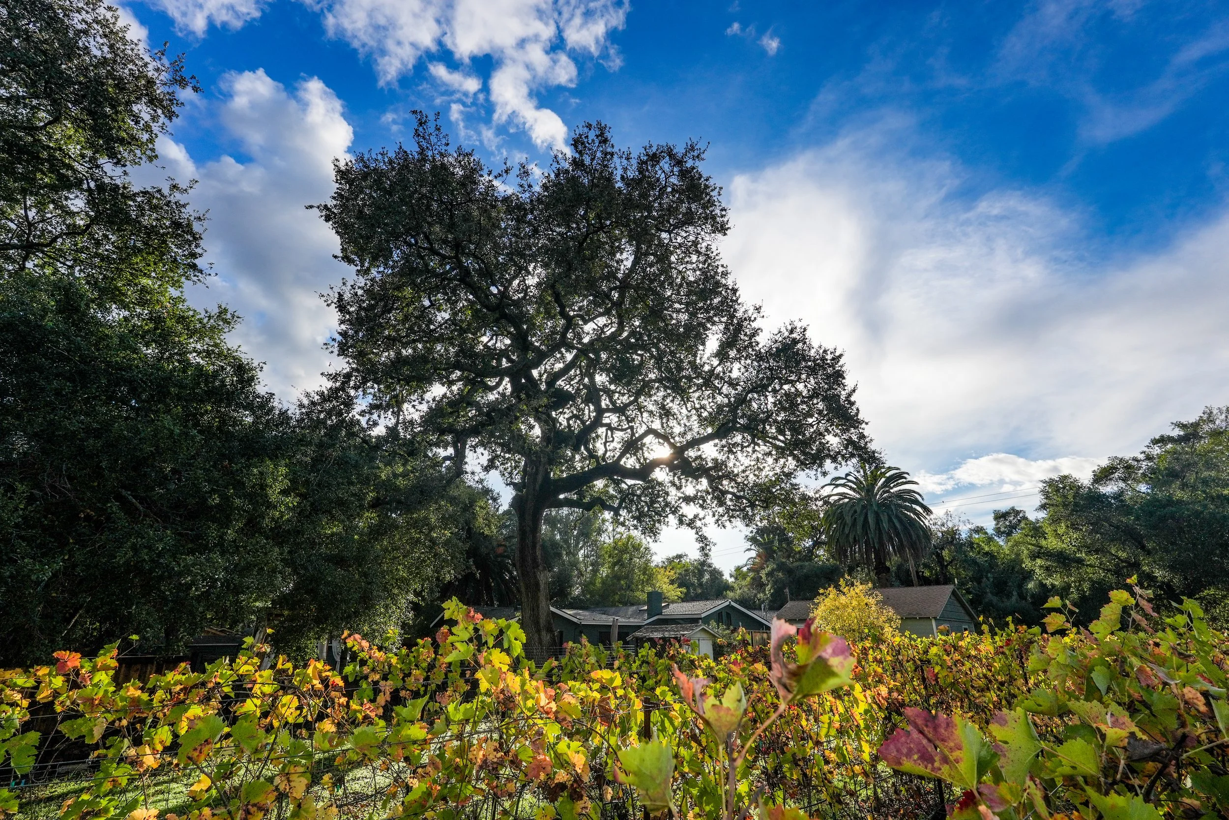 C3193B5E-C75A-47F9-8472-5306D11982D5 3.JPEG