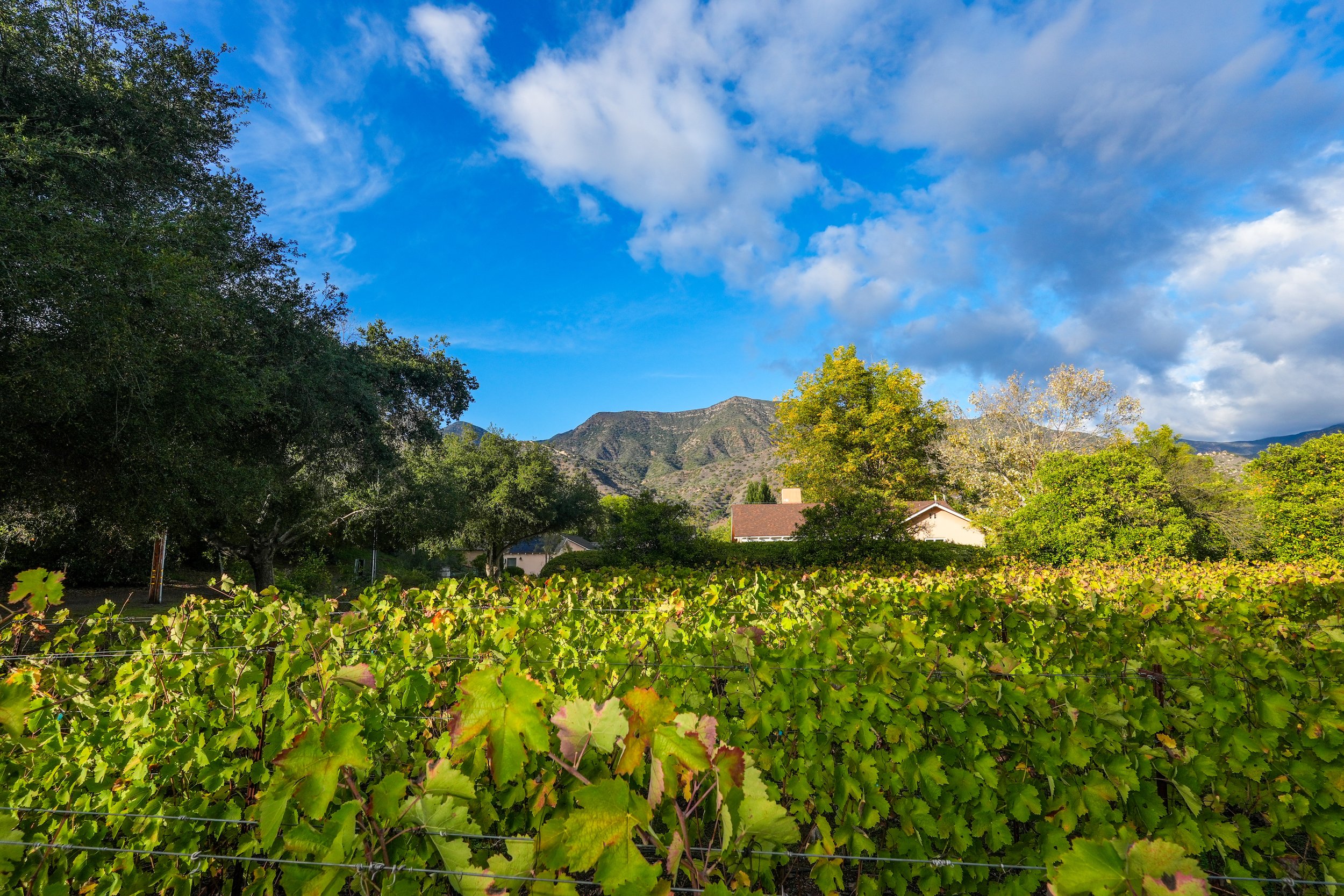 90BCE27B-AC8B-4729-A6B1-53A13C9407AA 3.JPEG