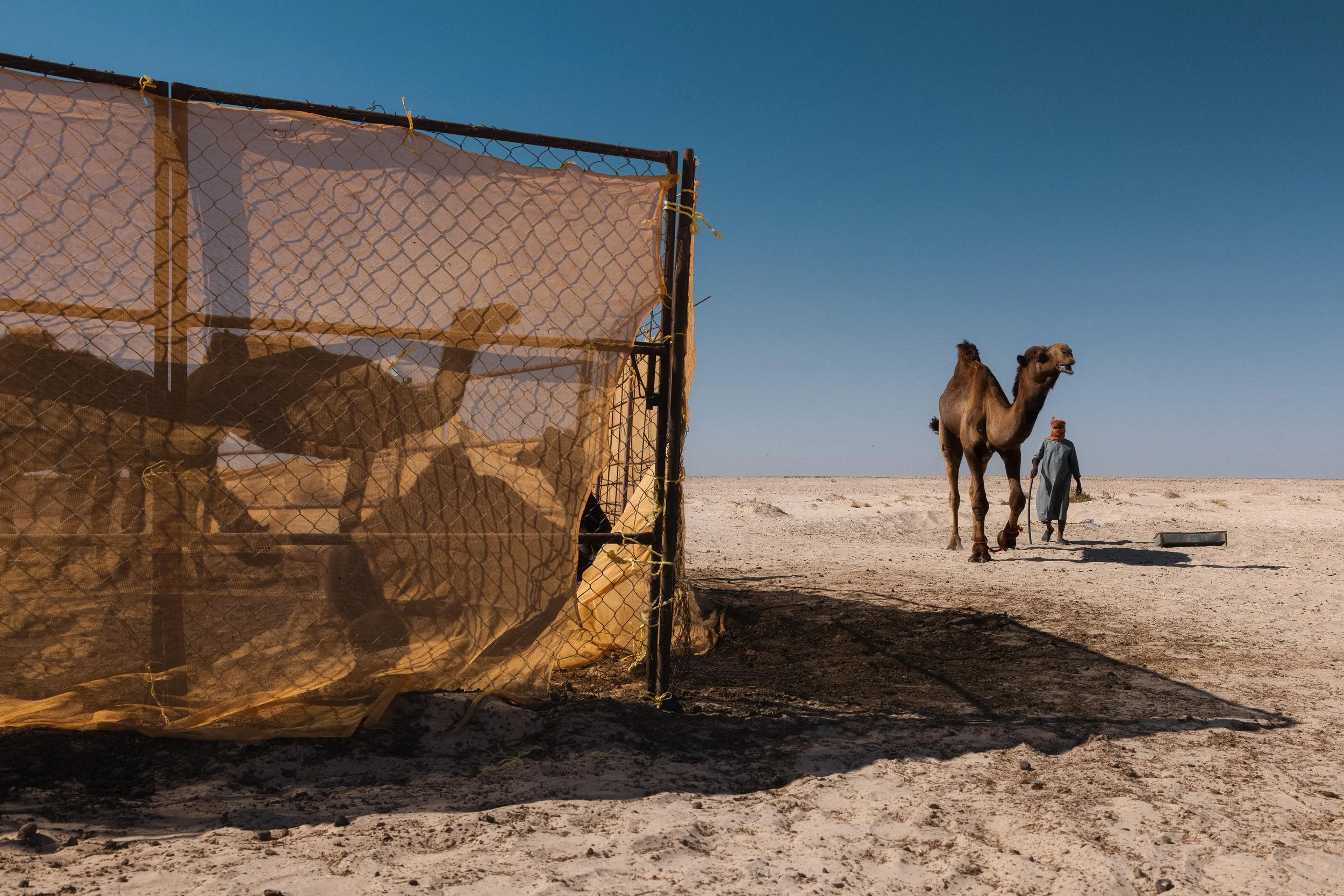 Camel in desert with person walking nearby, behind a makeshift animal enclosure with other camels inside, under clear blue sky.