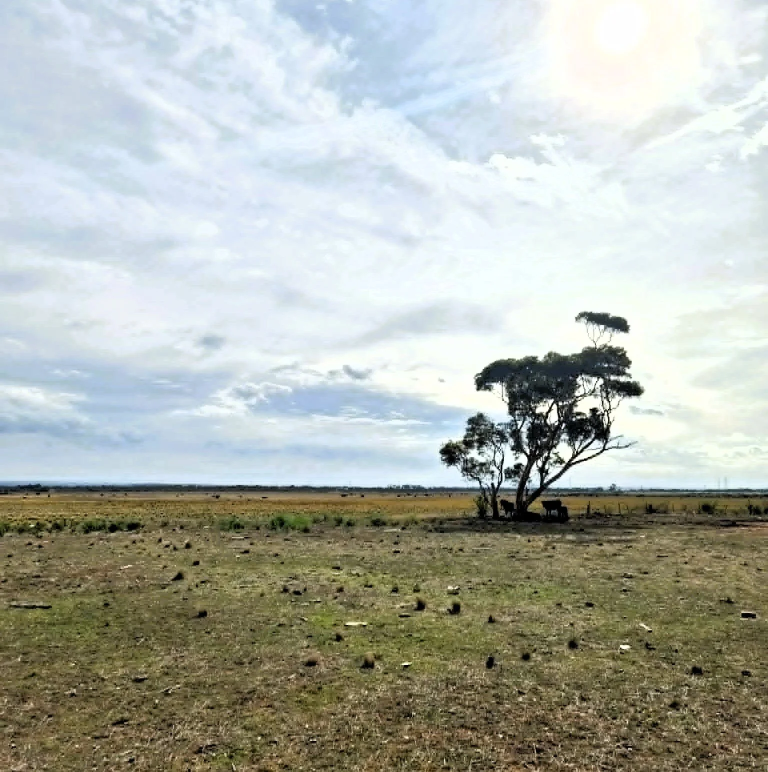 A solitary tree stands in a vast, open field under a partly cloudy sky with the sun shining through.