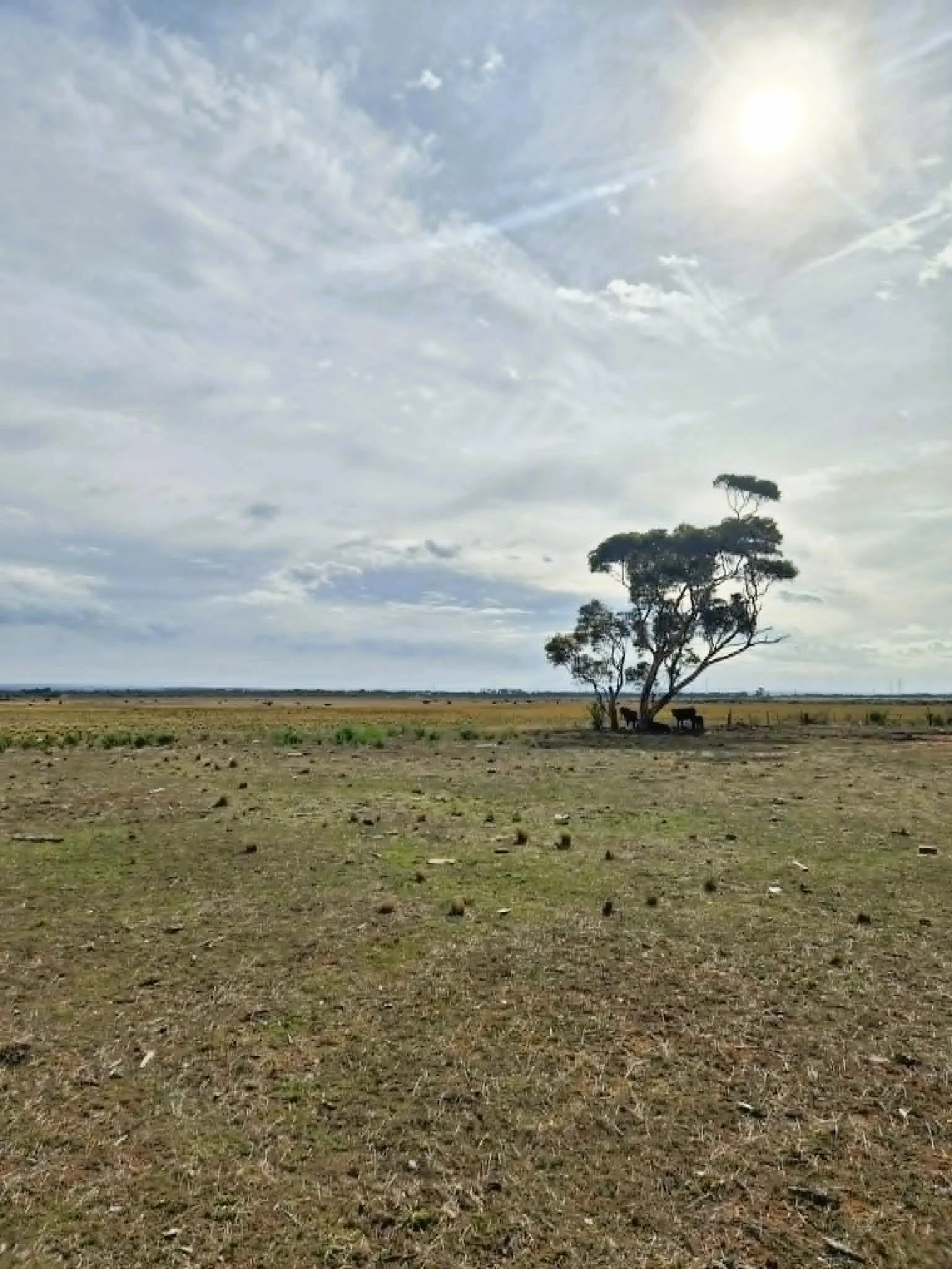 A wide open field with patches of grass and dirt, a small group of trees in the distance, under a cloudy sky with the sun shining through.