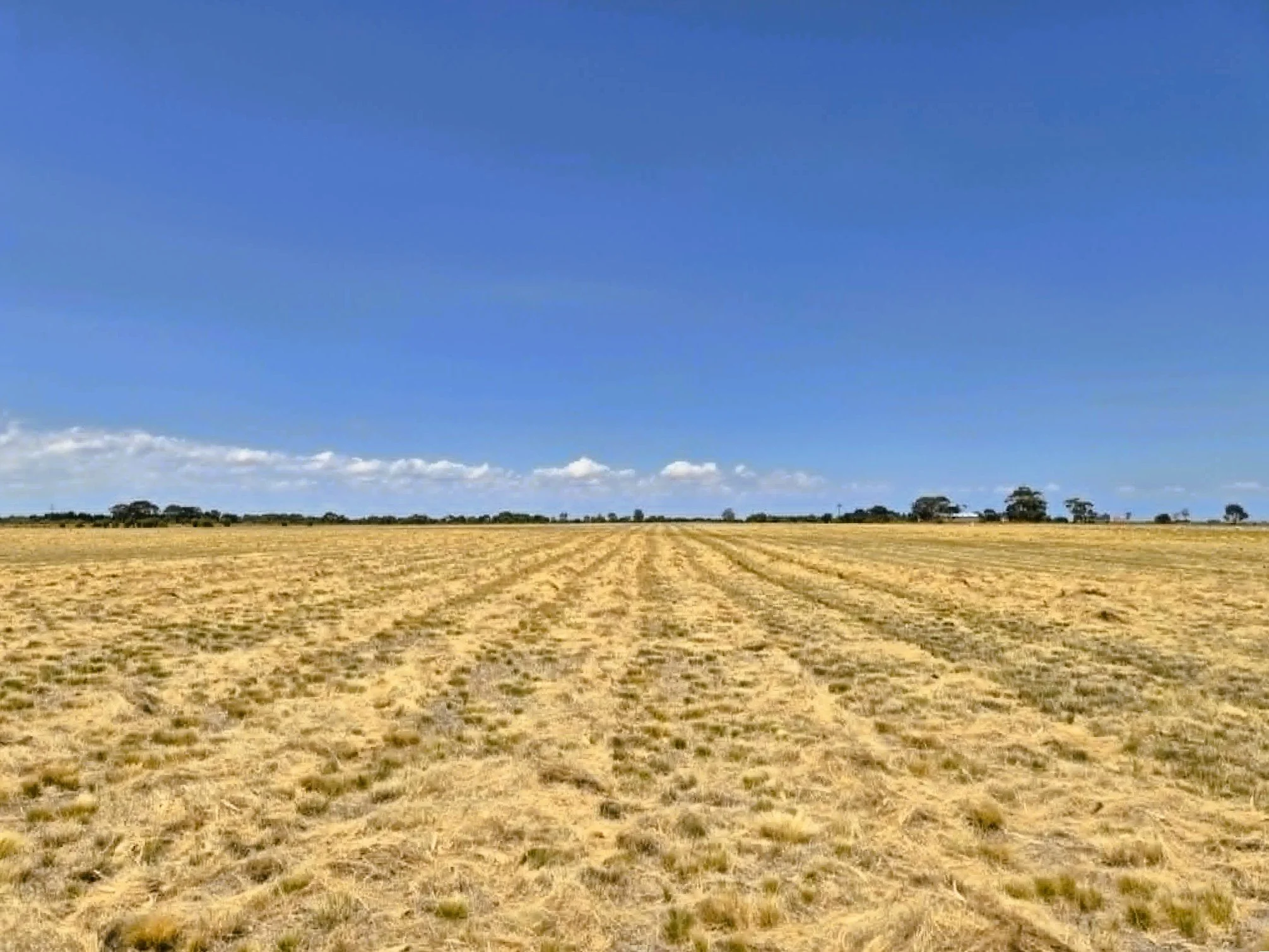 A vast dry field with patches of yellowish grass, dotted with small trees, under a bright blue sky with a few scattered clouds.