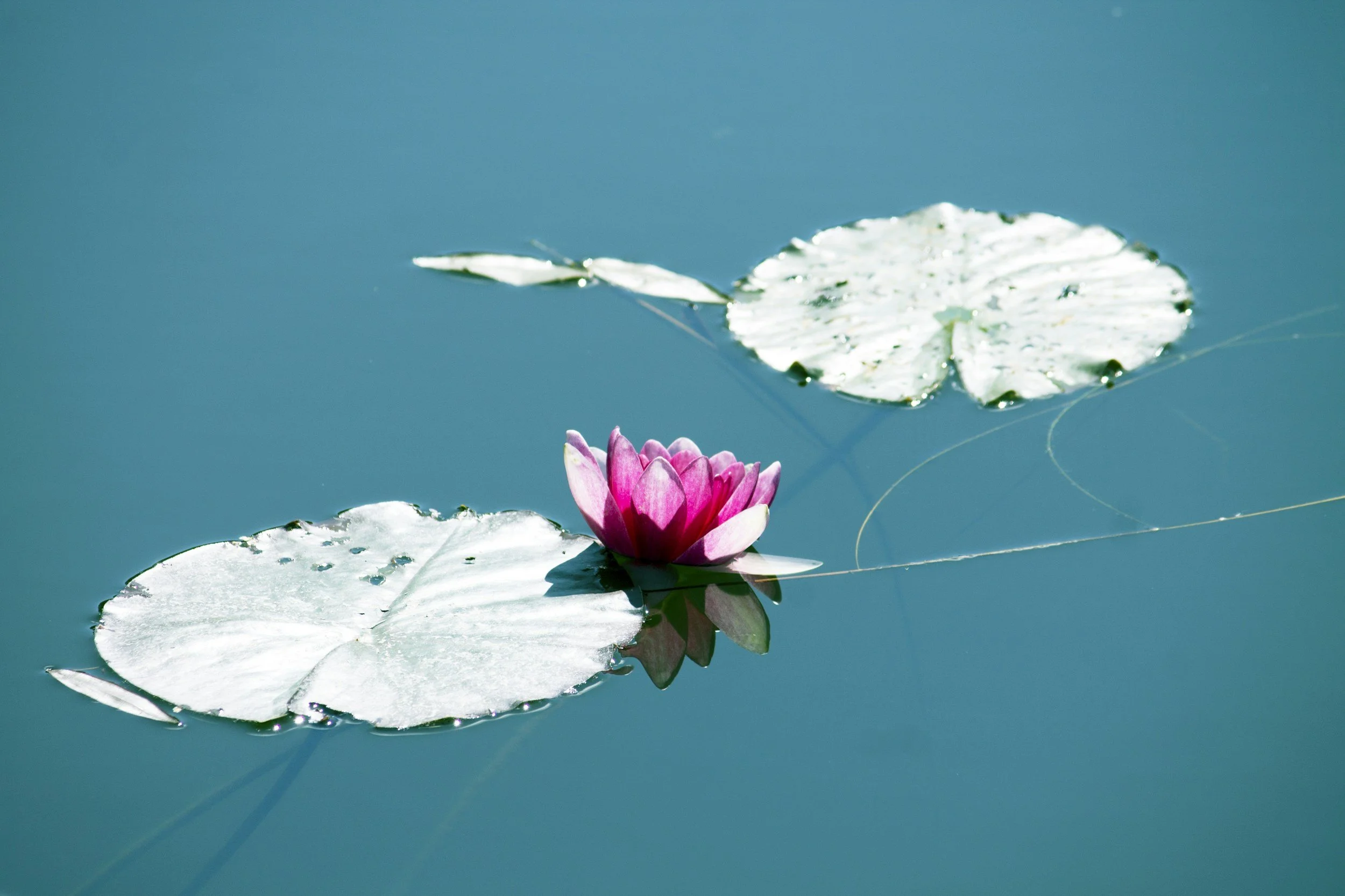 Why Self-Compassion Improves Performance