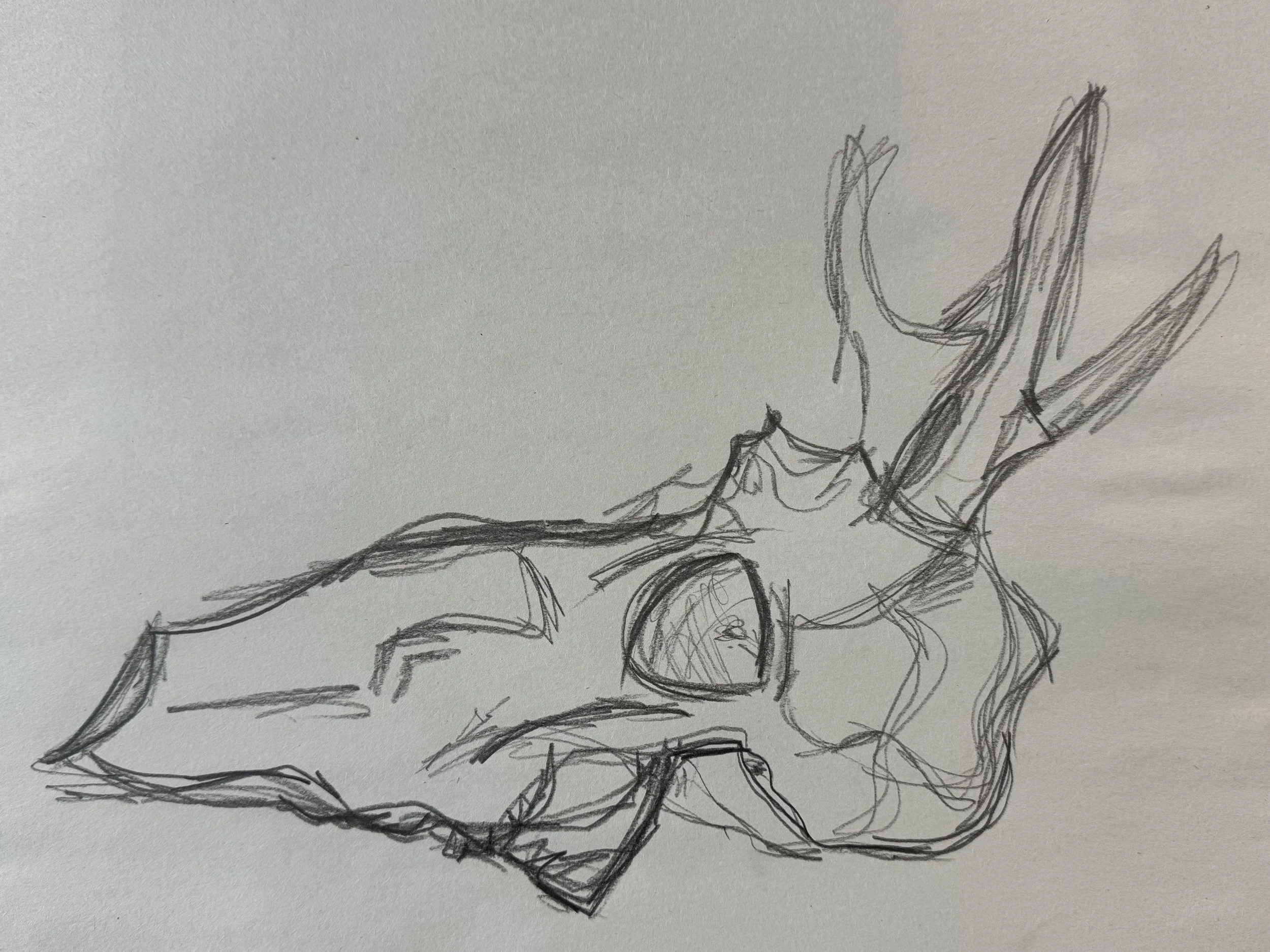 Graphite-Deer_Skull_01.jpeg
