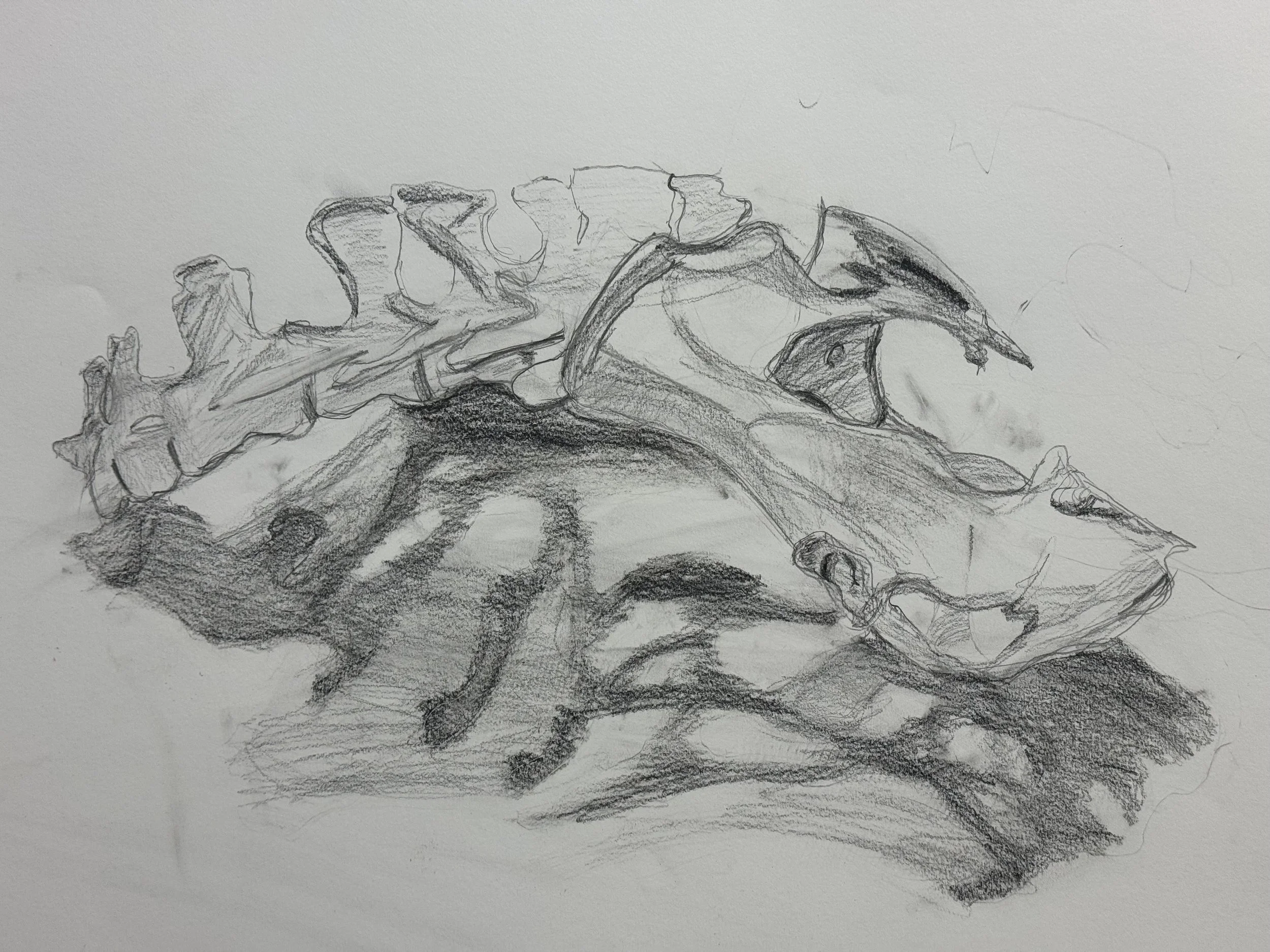 Graphite-Deer_Vertebrae_01.jpeg