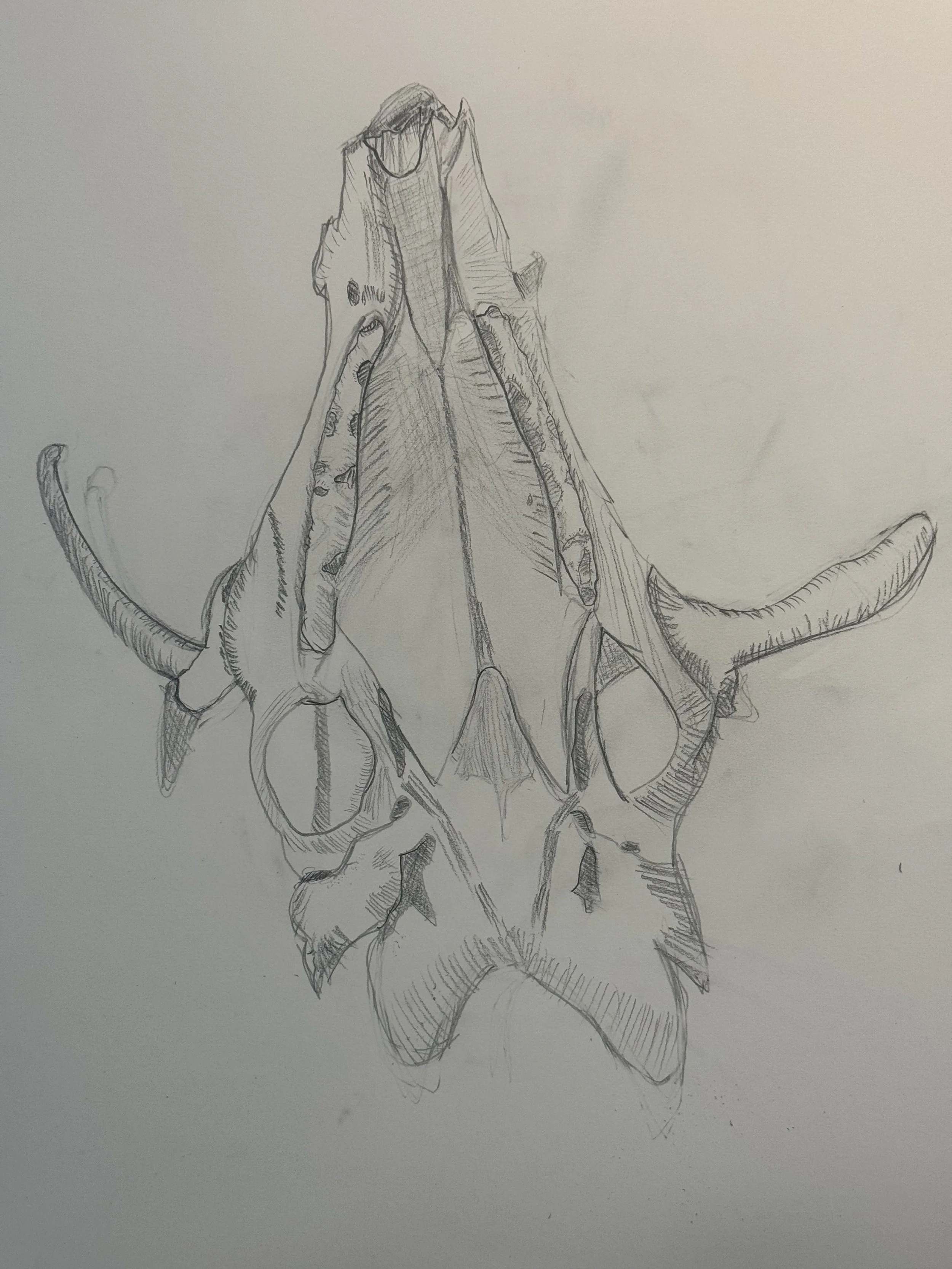 Graphite-Deer_Skull_02.jpeg