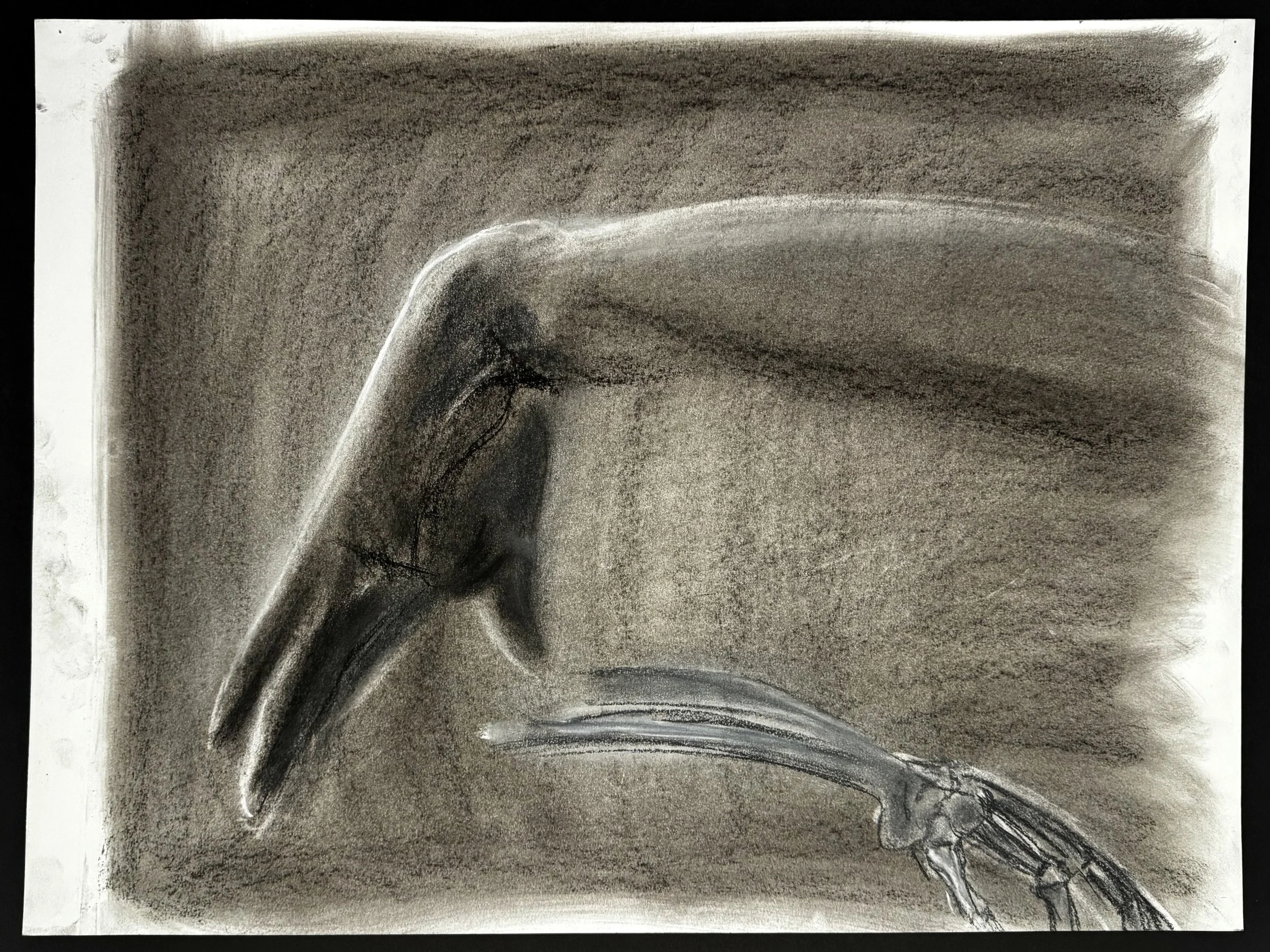Charcoal-Female_anatomical_Study_02.jpeg