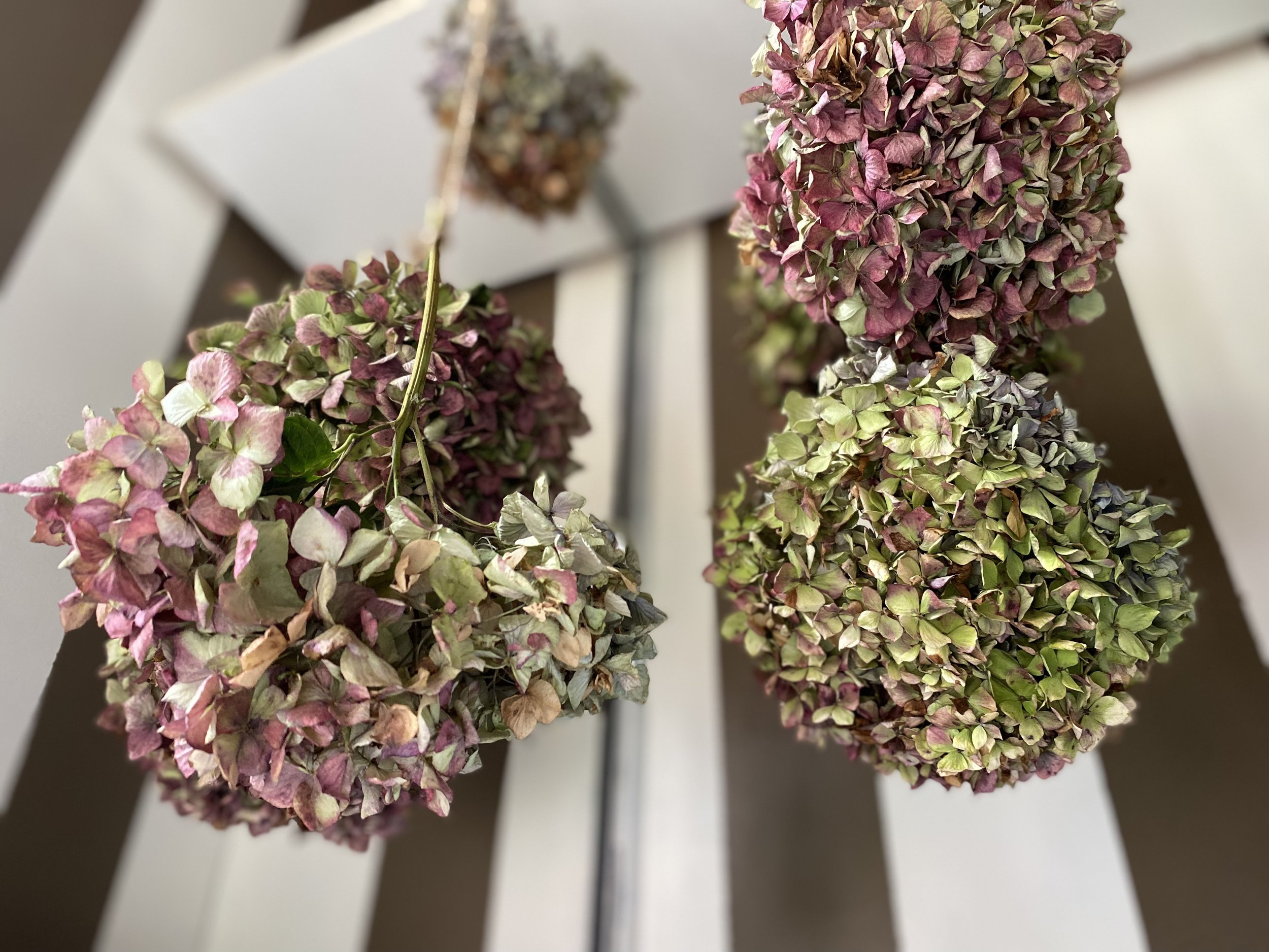 Drying Hydrangeas for Fall ~ Secando Hortensias para El Otoño