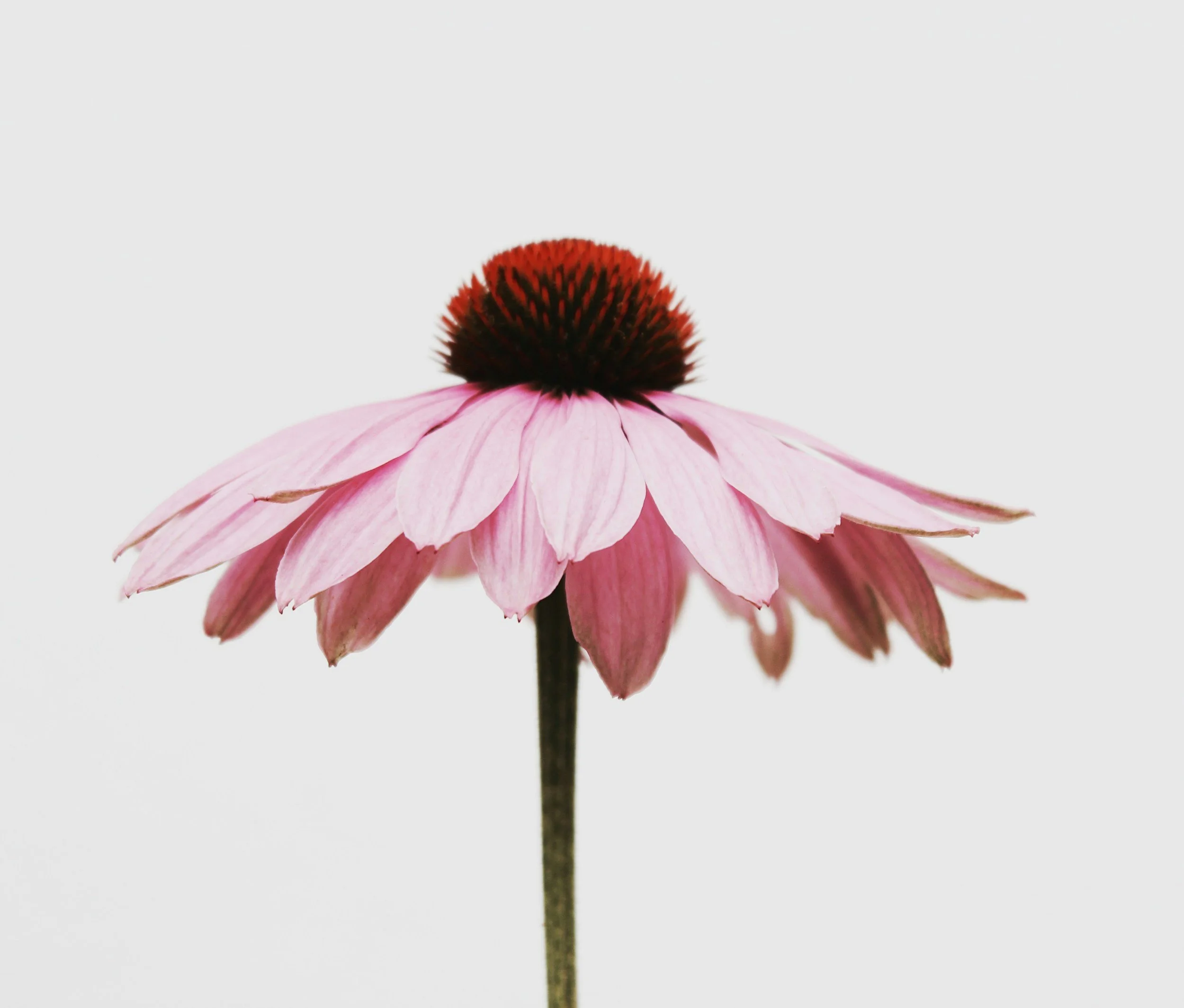 Close-up of a pink coneflower with a dark brown central cone and pink petals, against a plain white background.