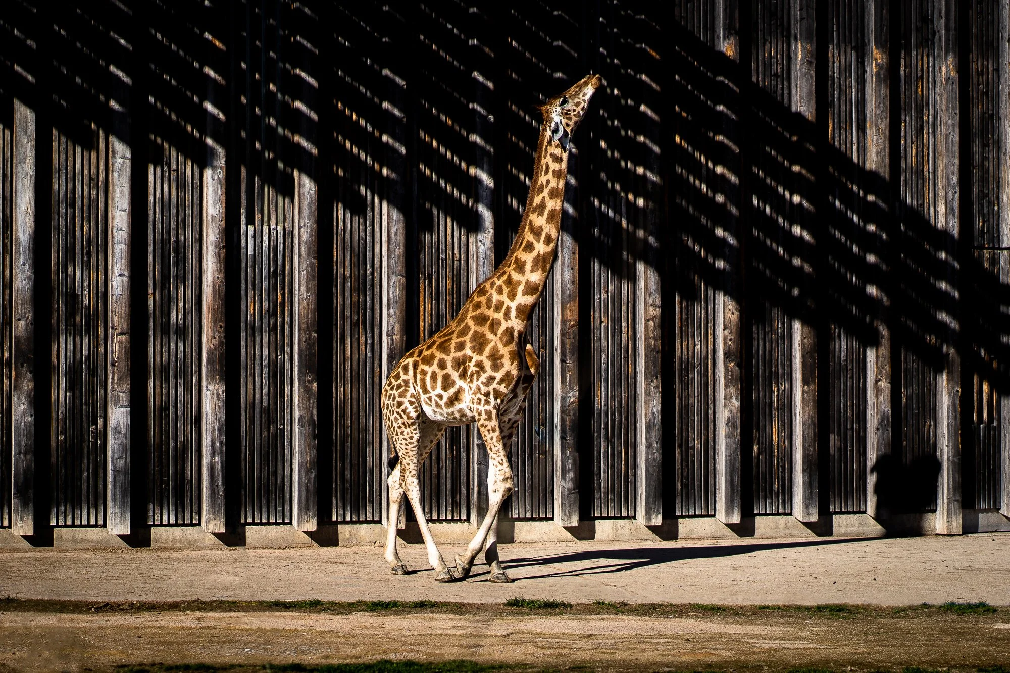 Girafe copie 2.jpg