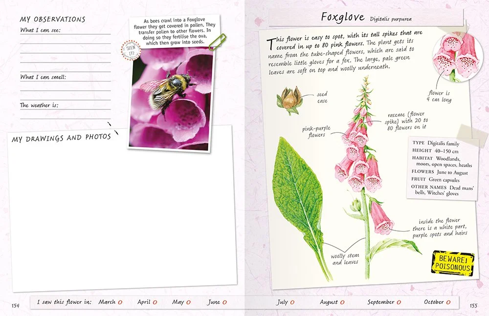 Jo-Cowan-gingerbread-moon-creative-freelance-designer-activity-childrens-book-british-wildflowers and trees-handbook-spread-03-Miles-Kelly-9781786176677.jpg
