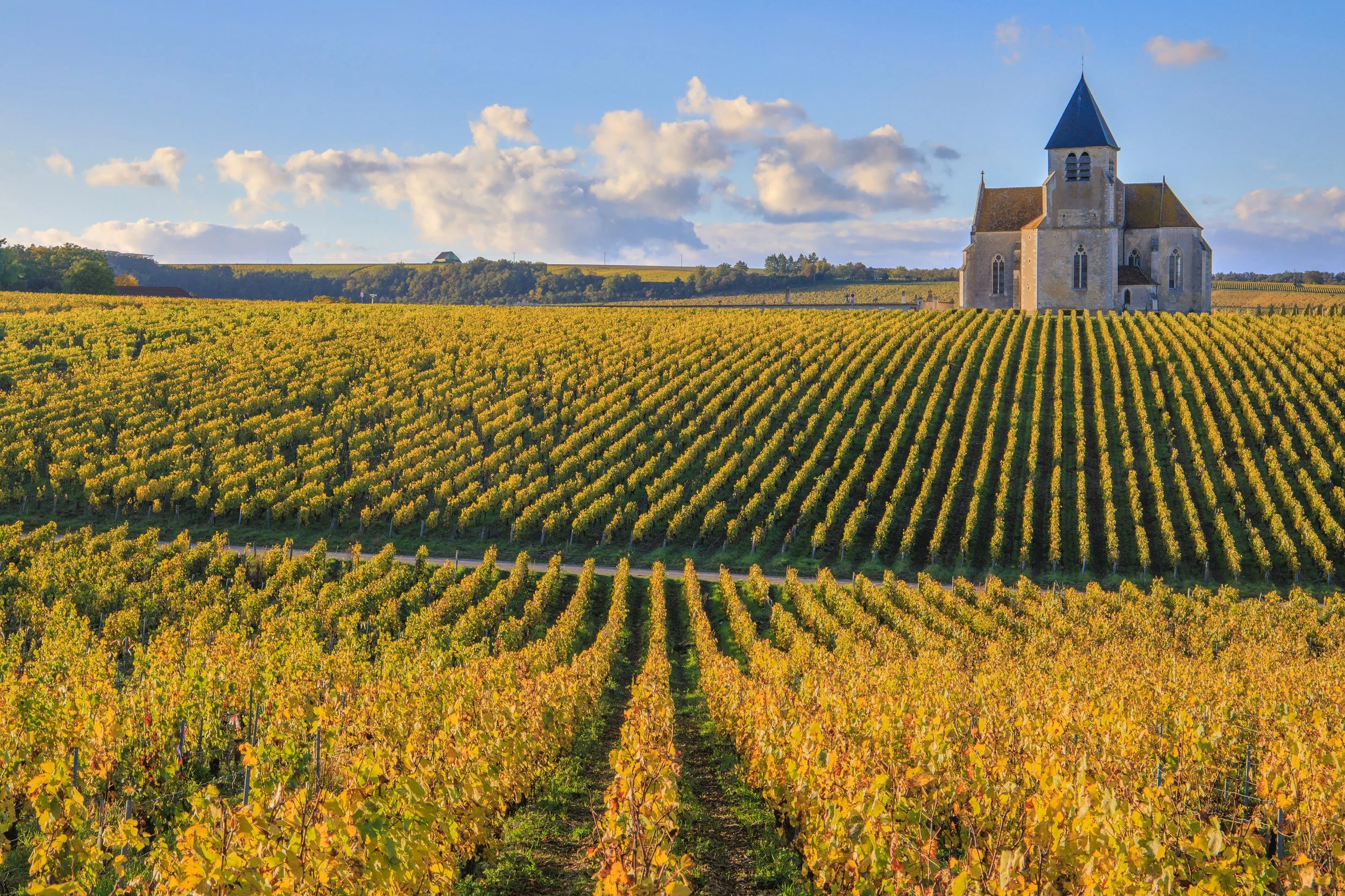 A vineyard with rows of yellow and green grapevines stretching across rolling hills, with a stone church featuring a blue steeple in the background under a partly cloudy sky.